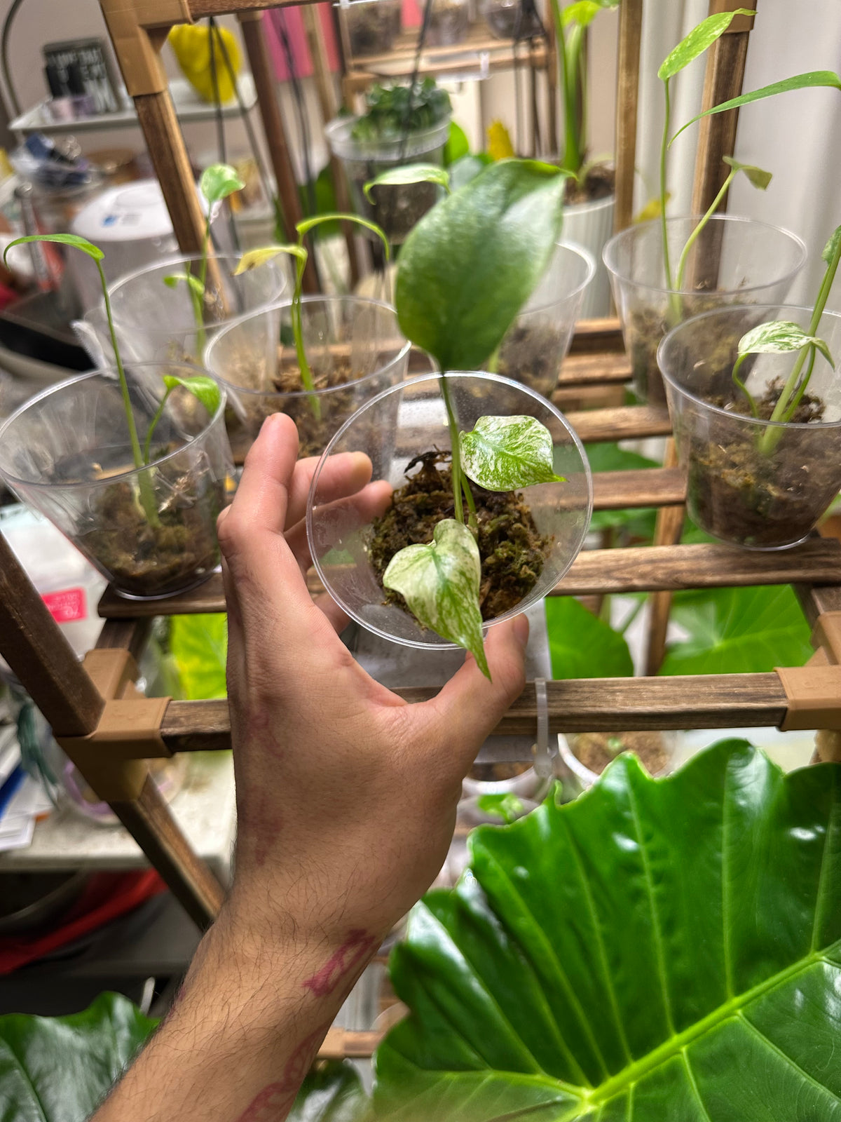 White Monster Monstera (Growers Choice 3in pot)