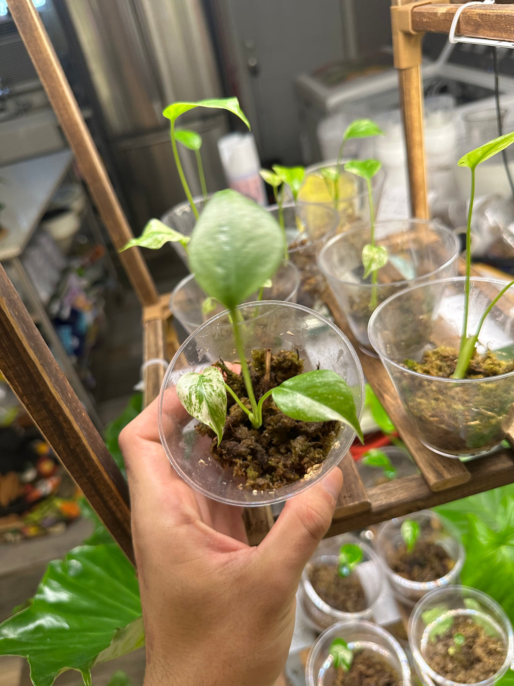 White Monster Monstera (Growers Choice 3in pot)