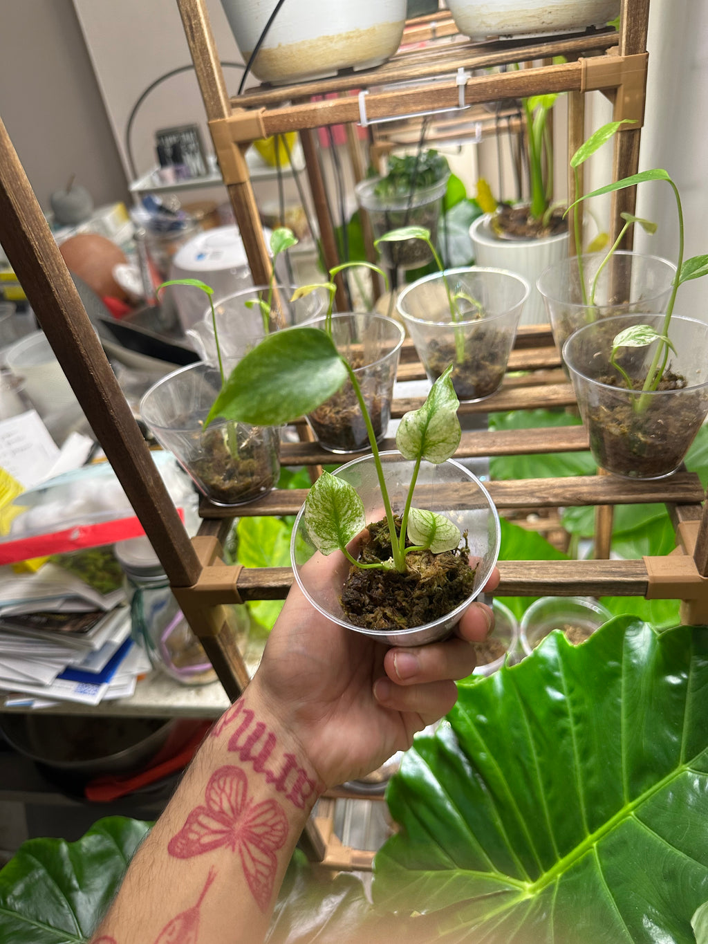 White Monster Monstera (Growers Choice 3in pot)