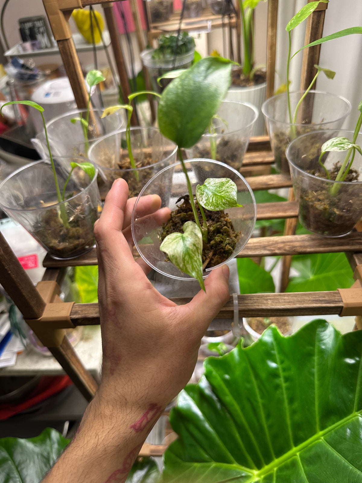 White Monster Monstera (Growers Choice 3in pot)