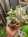 White Monster Monstera (Growers Choice 3in pot)