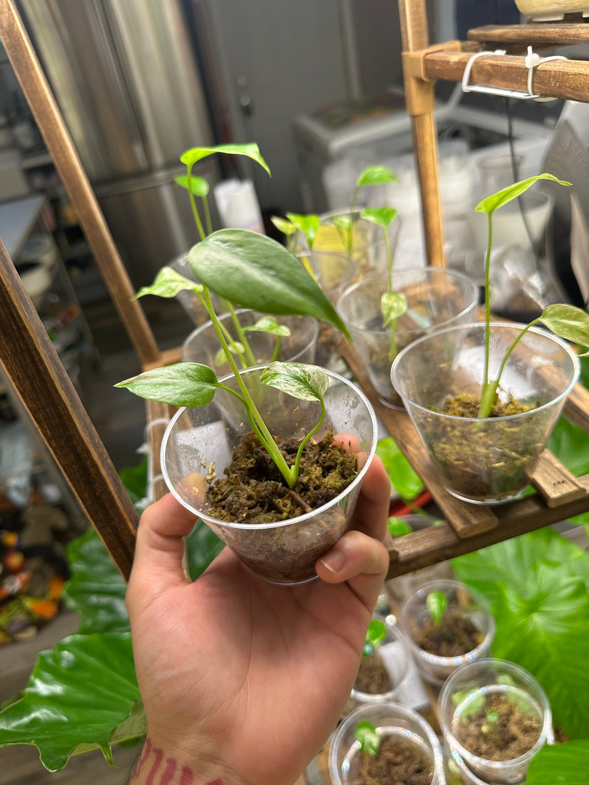 White Monster Monstera (Growers Choice 3in pot)