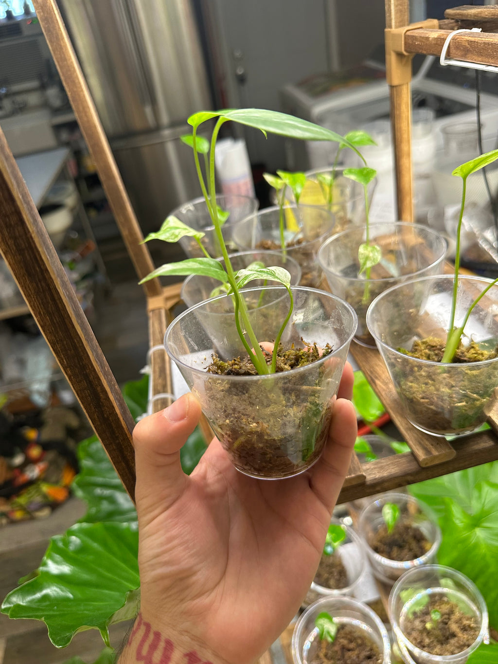 White Monster Monstera (Growers Choice 3in pot)