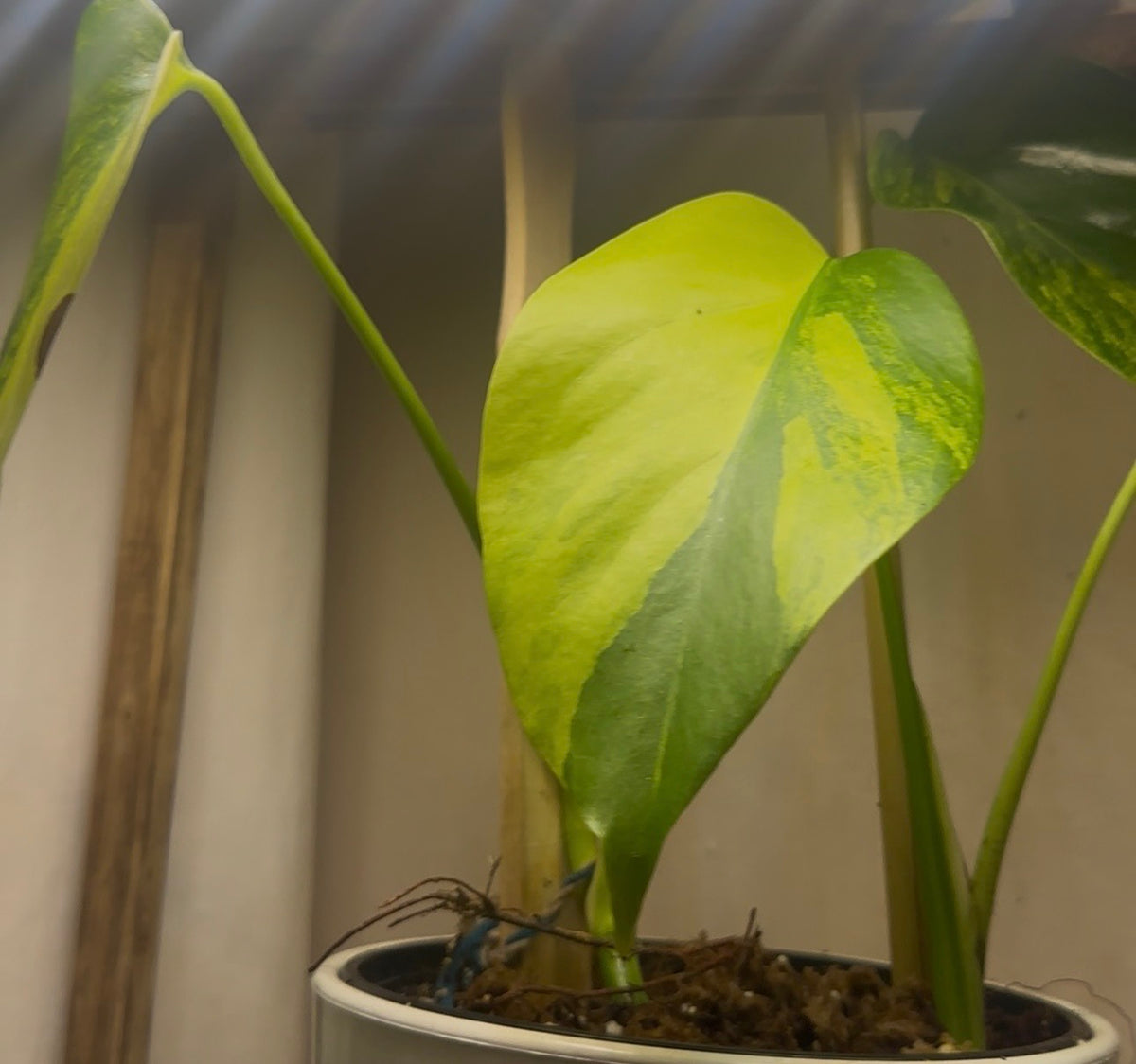Monstera Deliciosa Aurea