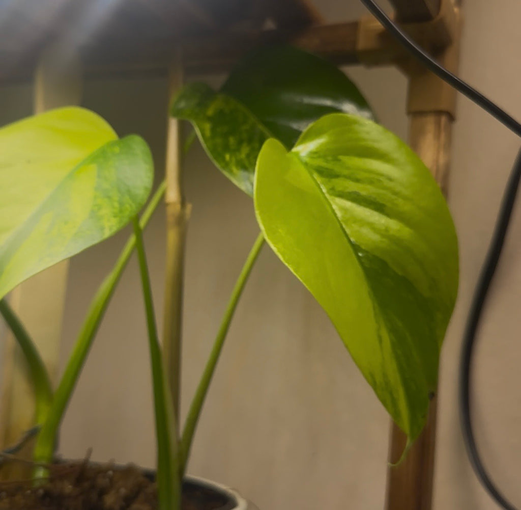 Monstera Deliciosa Aurea
