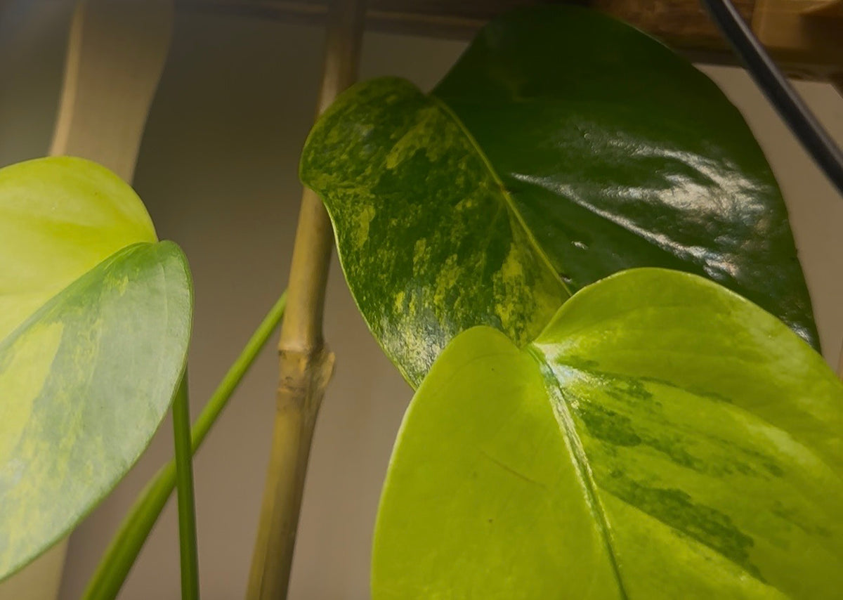 Monstera Deliciosa Aurea