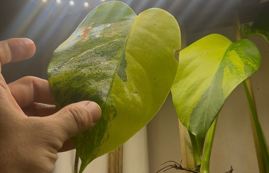 Monstera Deliciosa Aurea
