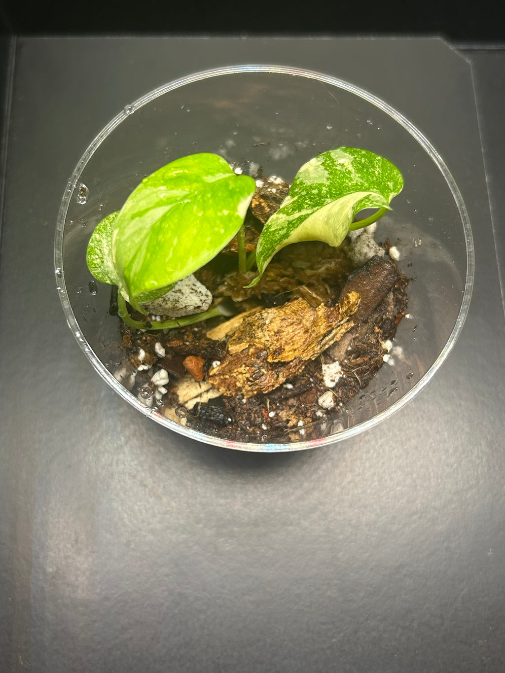 Monstera Creme Brulee (Growers Choice 3in Starter)