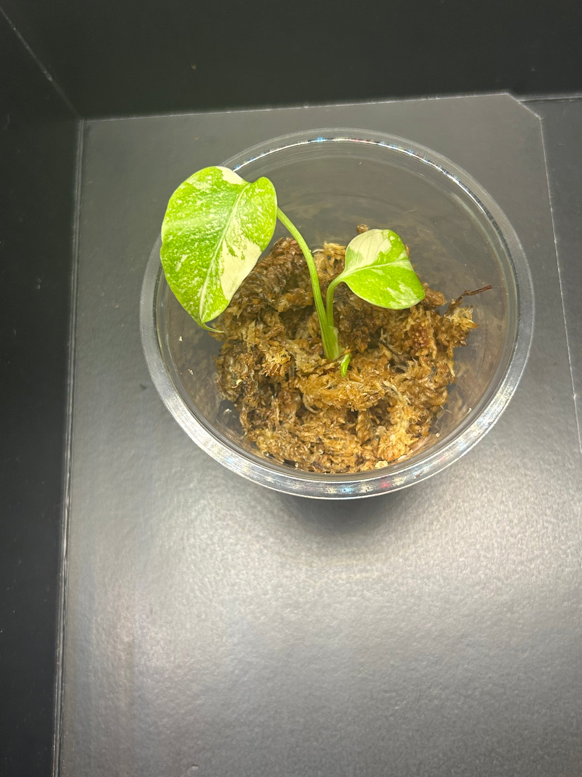 Monstera Creme Brulee (Growers Choice 3in Starter)