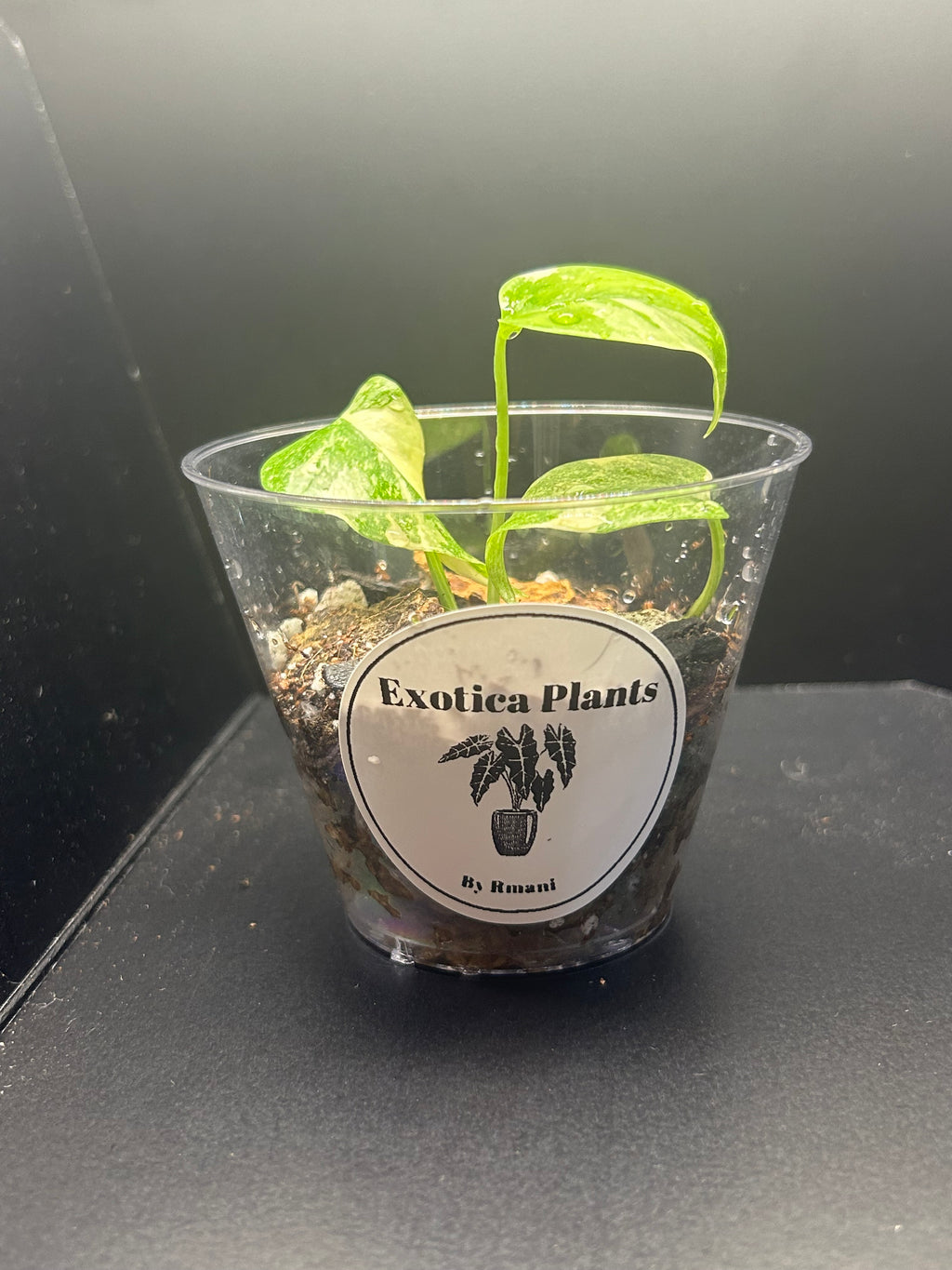 Monstera Creme Brulee (Growers Choice 3in Starter)