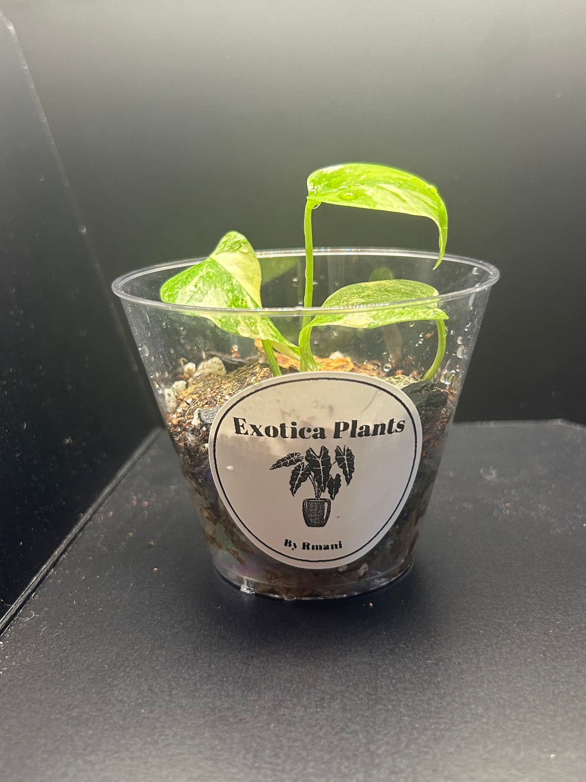 Monstera Creme Brulee (Growers Choice 3in Starter)