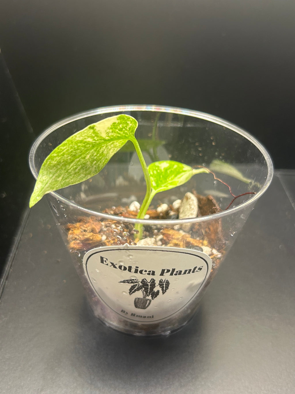 Monstera Creme Brulee (Growers Choice 3in Starter)