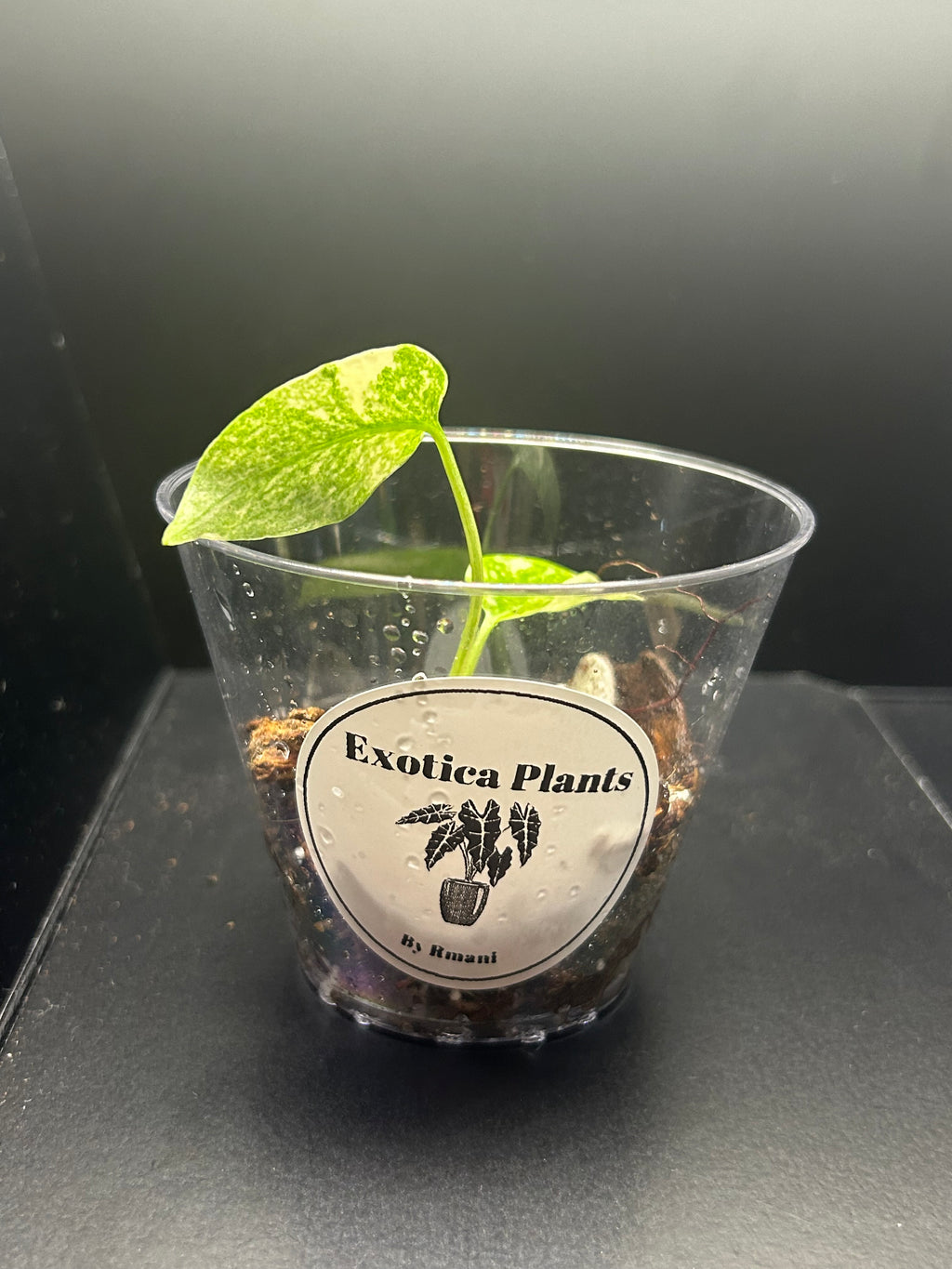 Monstera Creme Brulee (Growers Choice 3in Starter)
