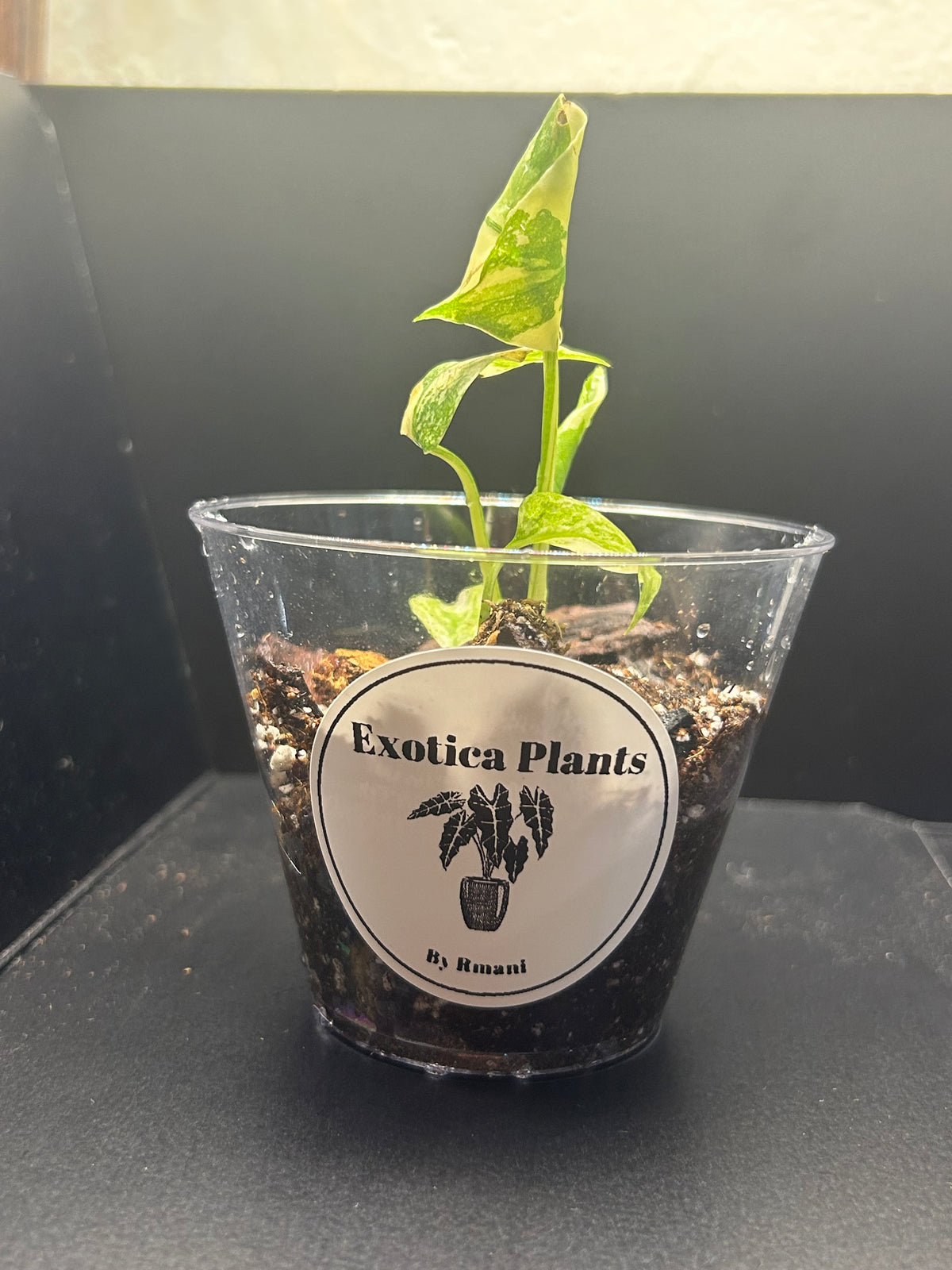 Monstera Creme Brulee (Growers Choice 3in Starter)