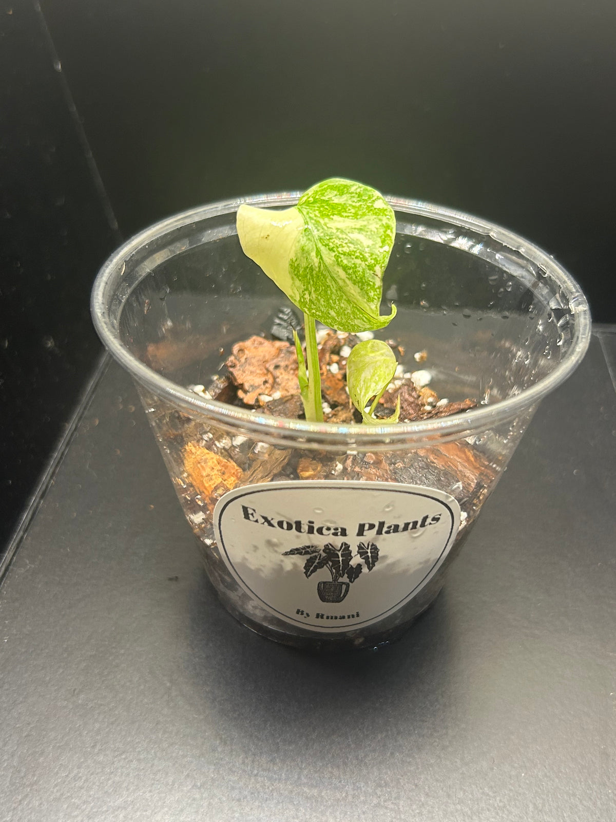 Monstera Creme Brulee (Growers Choice 3in Starter)