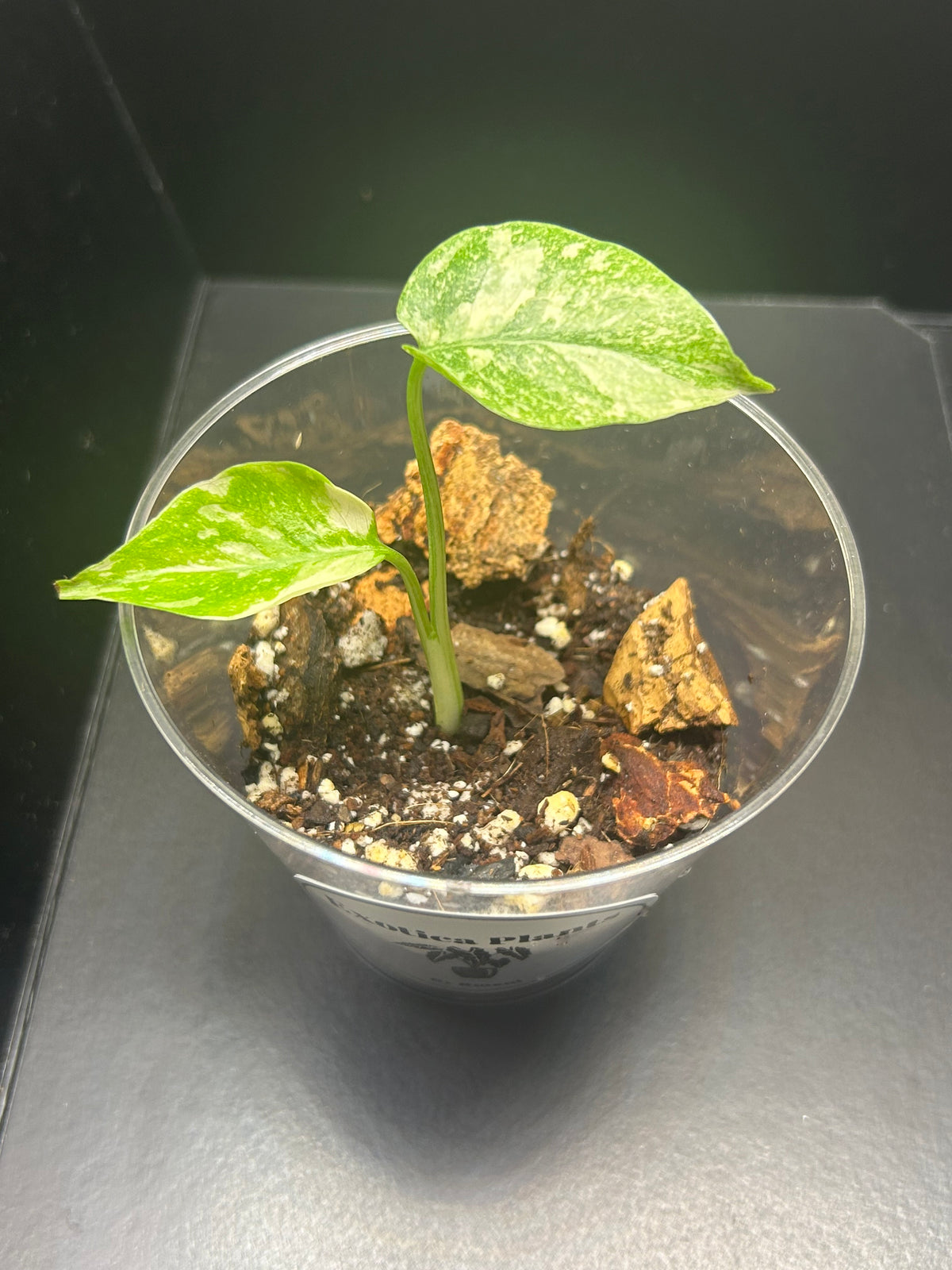 Monstera Creme Brulee (Growers Choice 3in Starter)