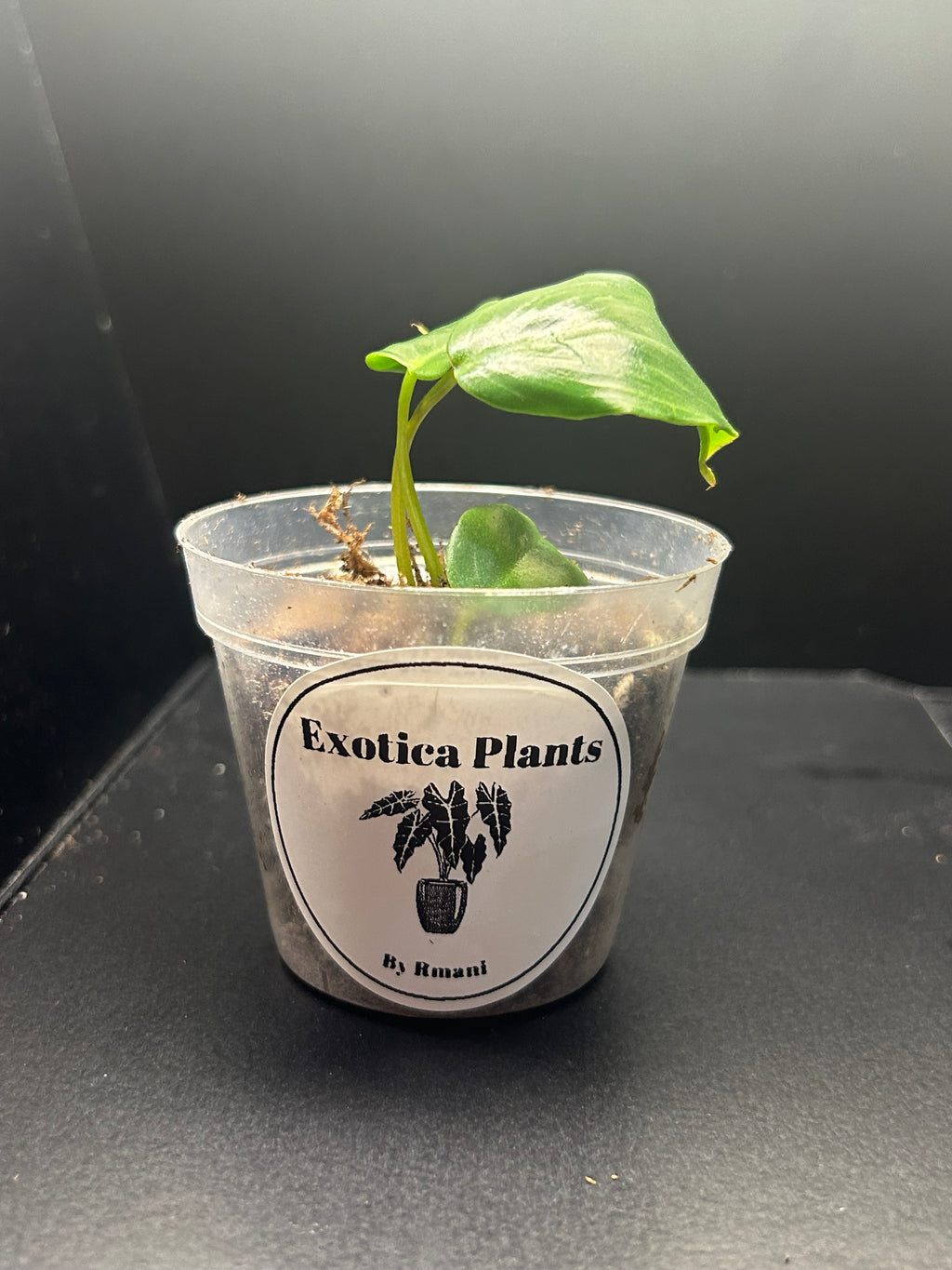 Philodendron McDowell (Starter)