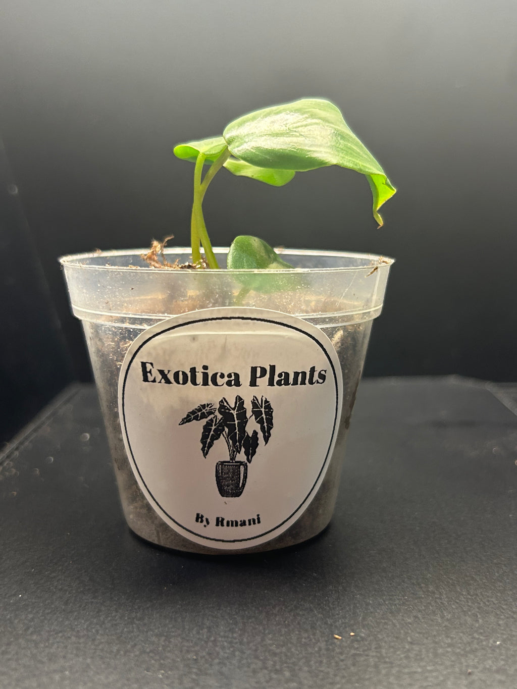 Philodendron McDowell (Starter)