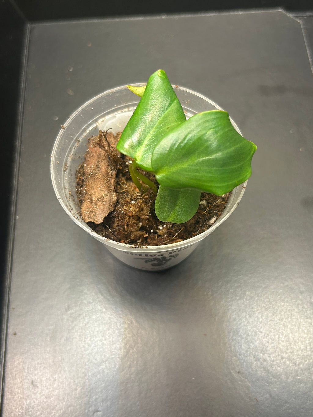 Philodendron McDowell (Starter)