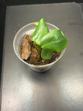 Philodendron McDowell (Starter)
