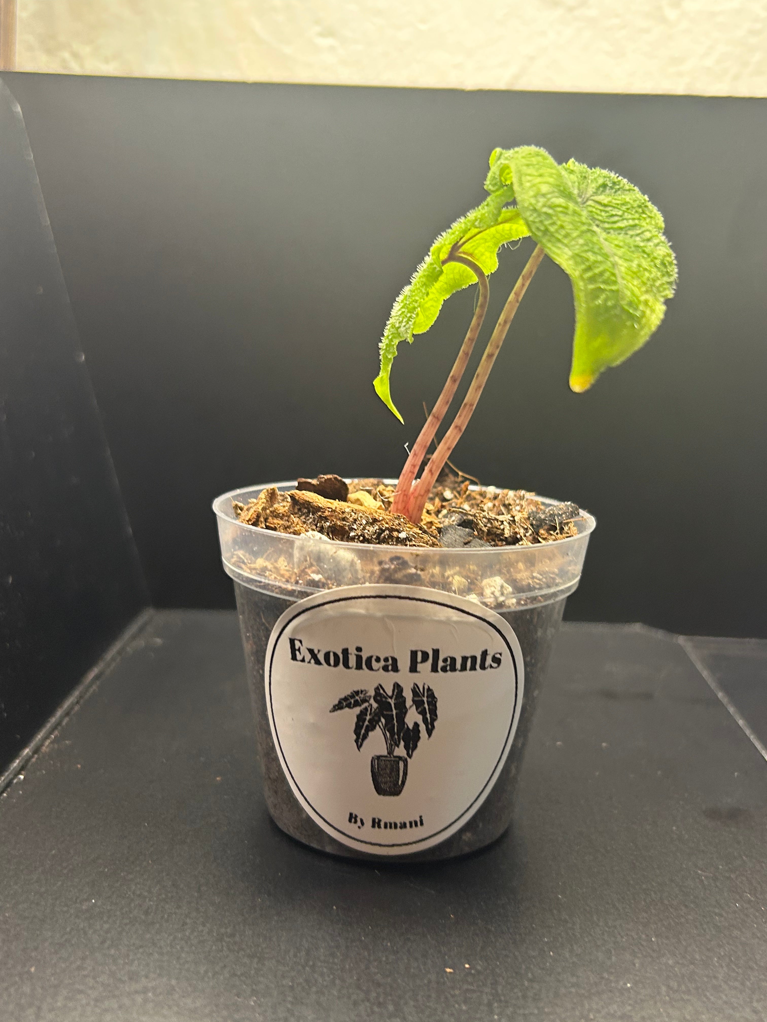 Alocasia Jacklyn (Starter)