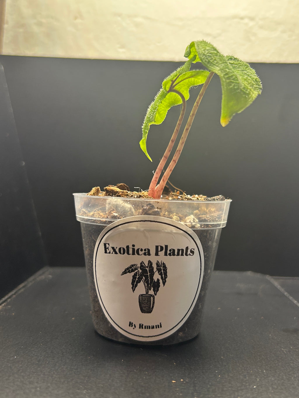 Alocasia Jacklyn (Starter)
