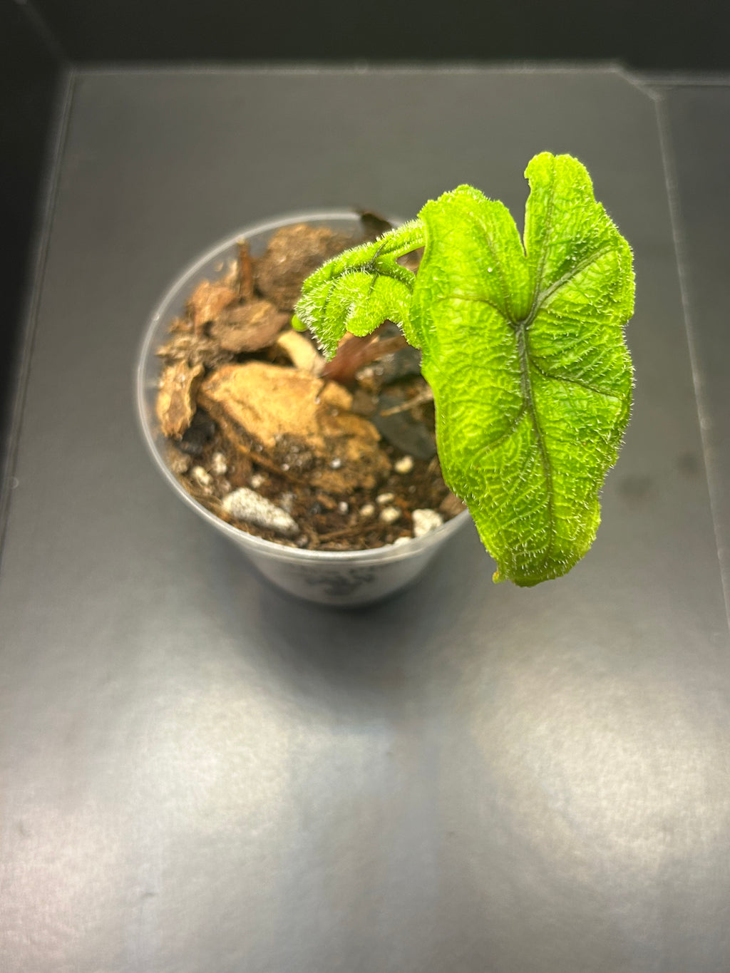 Alocasia Jacklyn (Starter)
