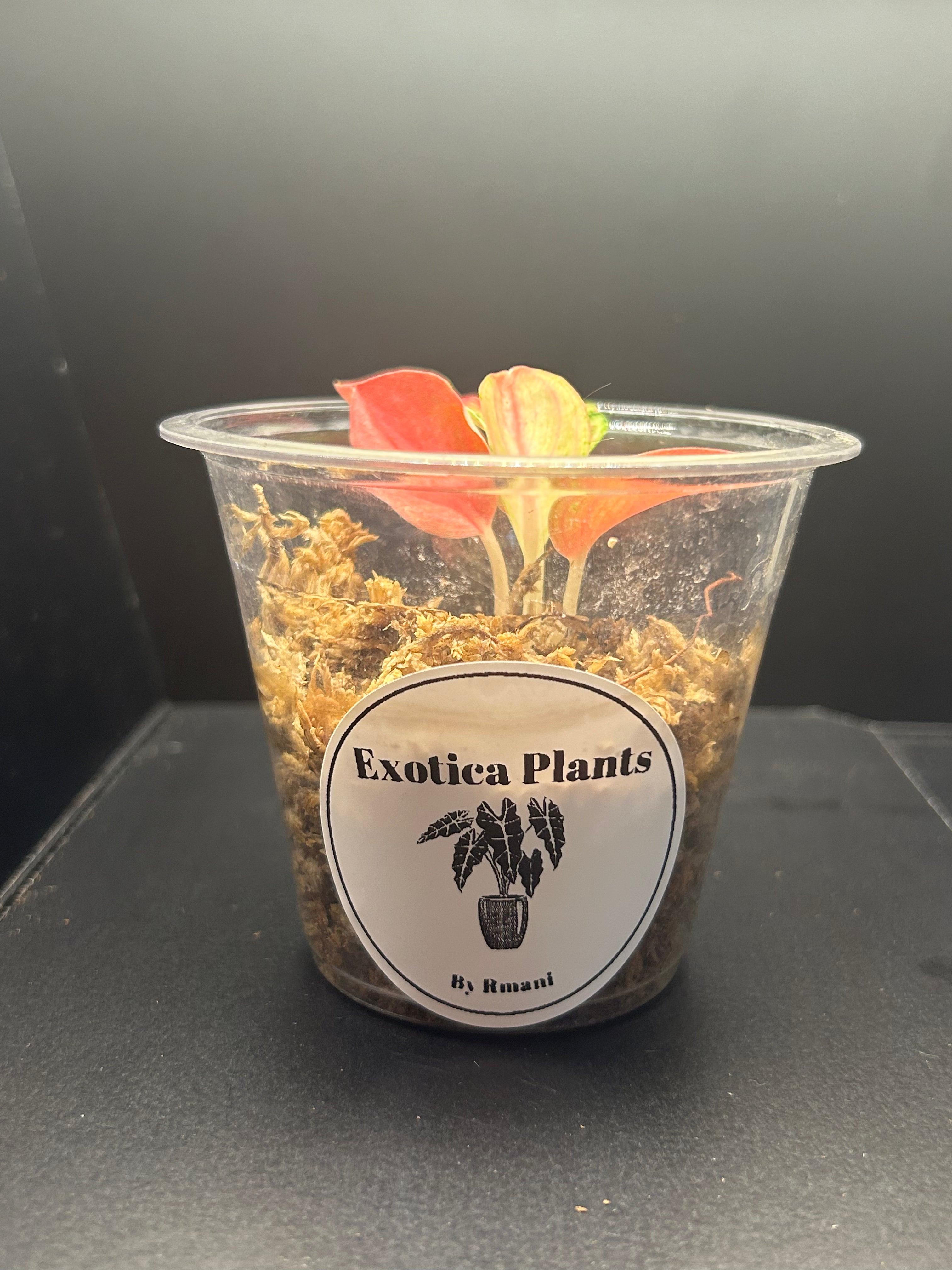 Aglaonema Venus (Starter)