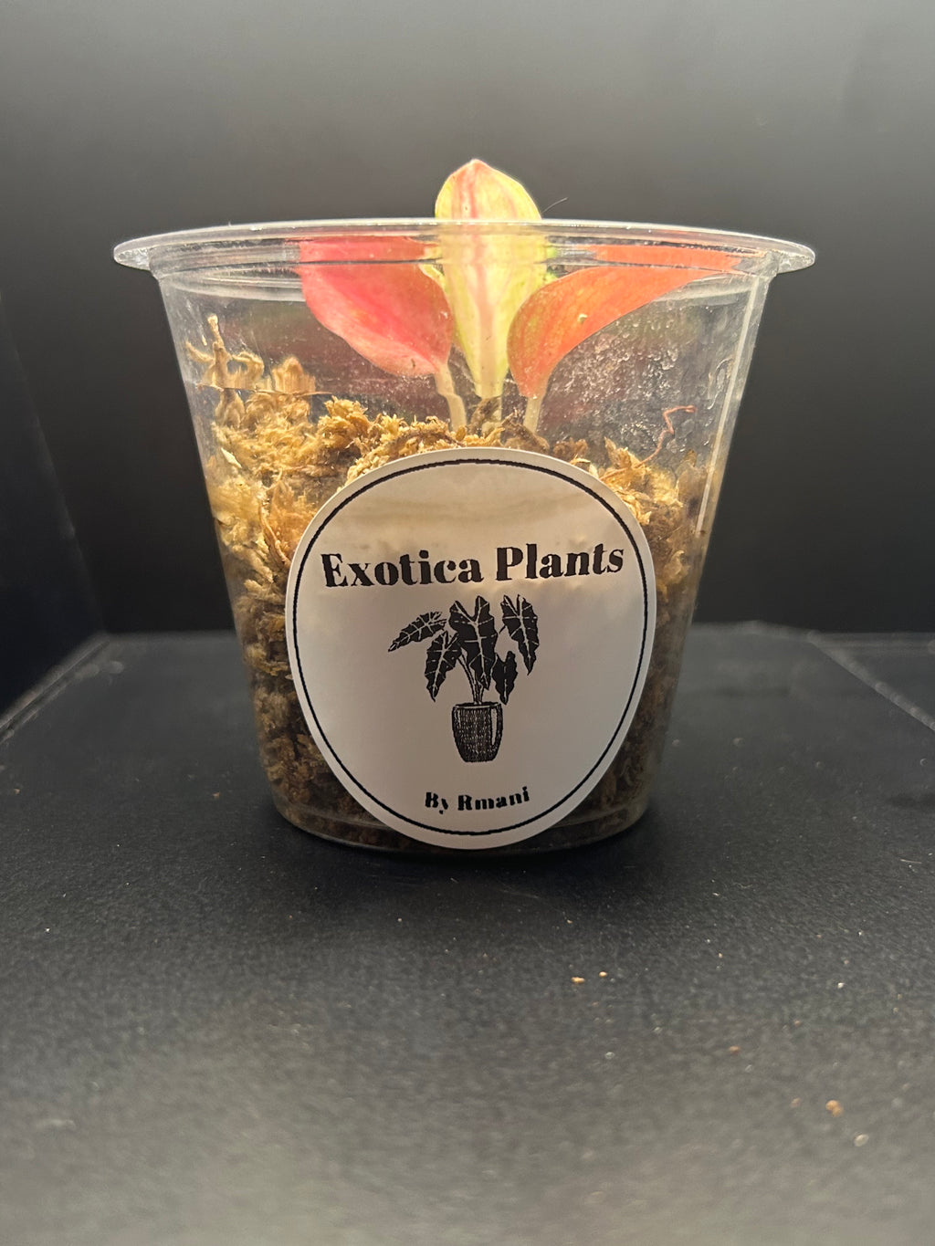 Aglaonema Venus (Starter)