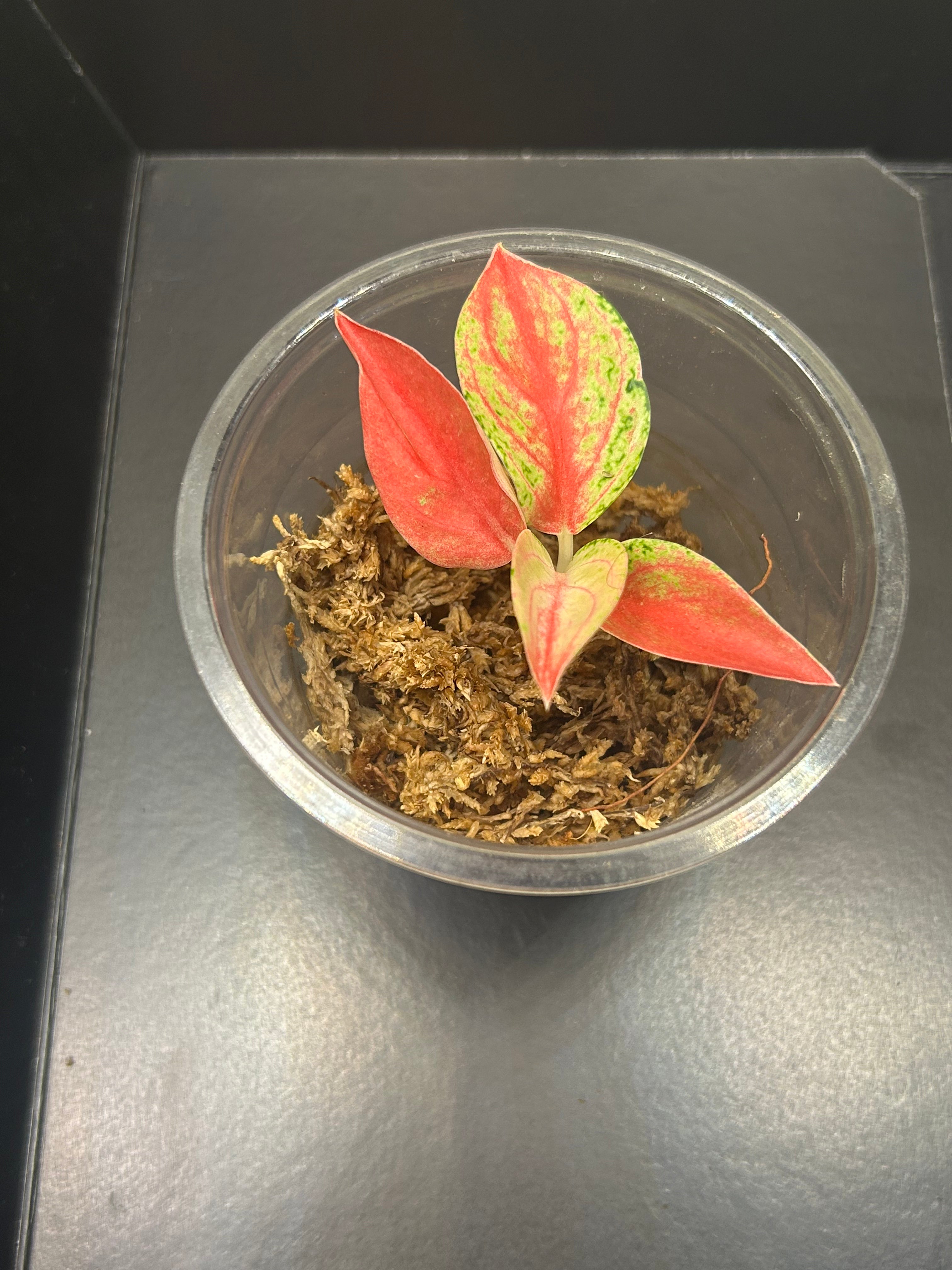 Aglaonema Venus (Starter)