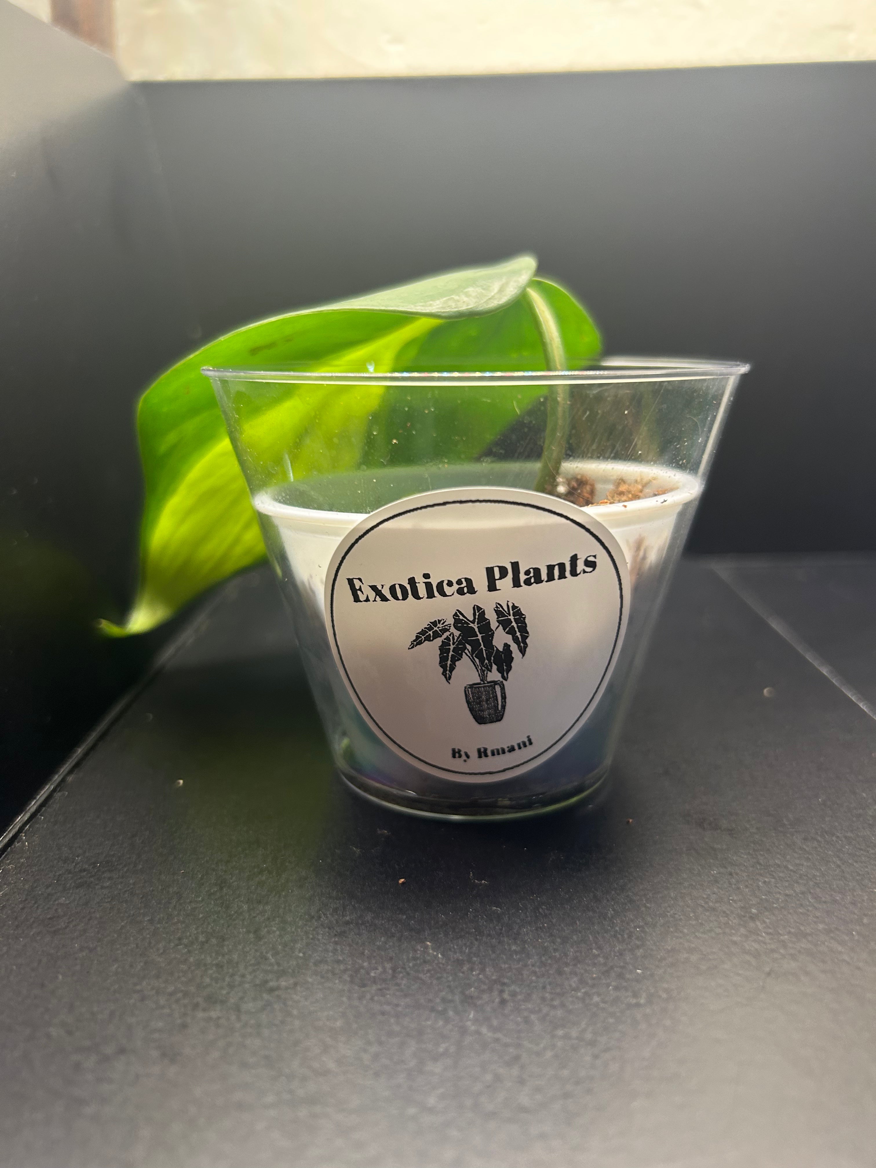 Philodendron Brasil (Starter)