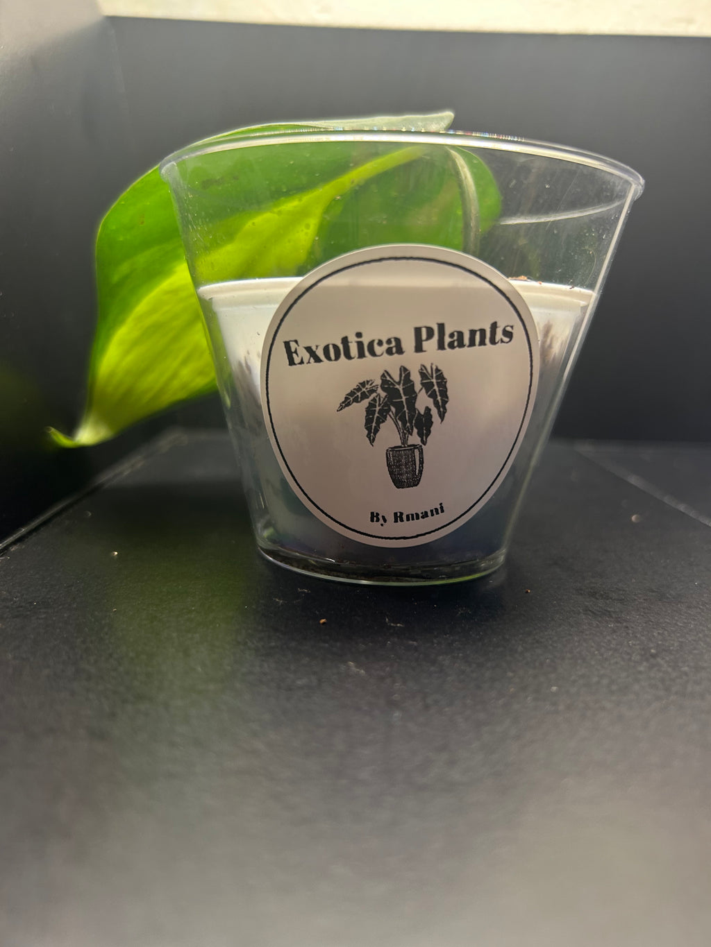 Philodendron Brasil (Starter)