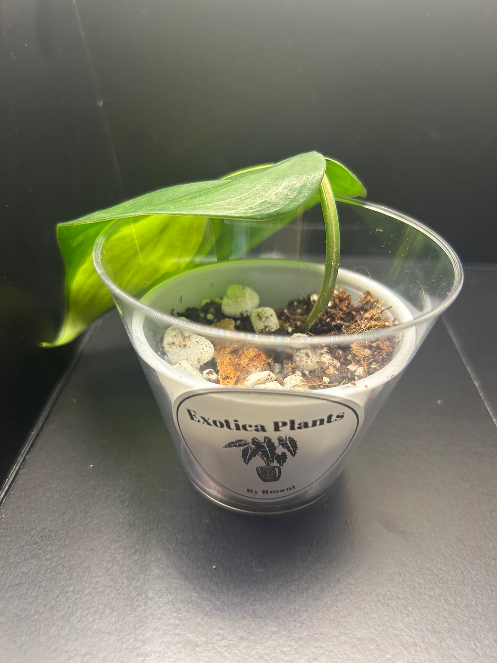 Philodendron Brasil (Starter)