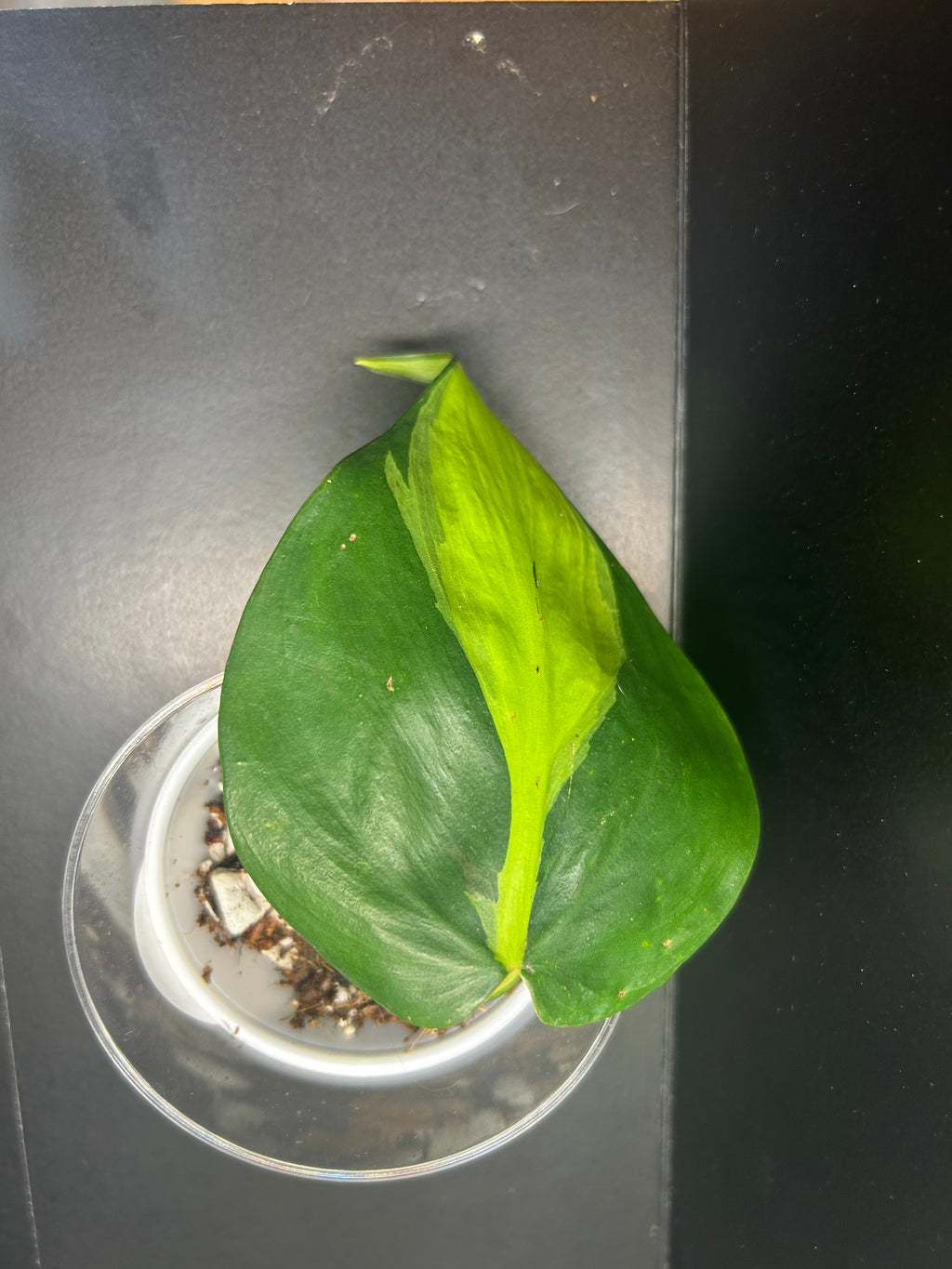 Philodendron Brasil (Starter)