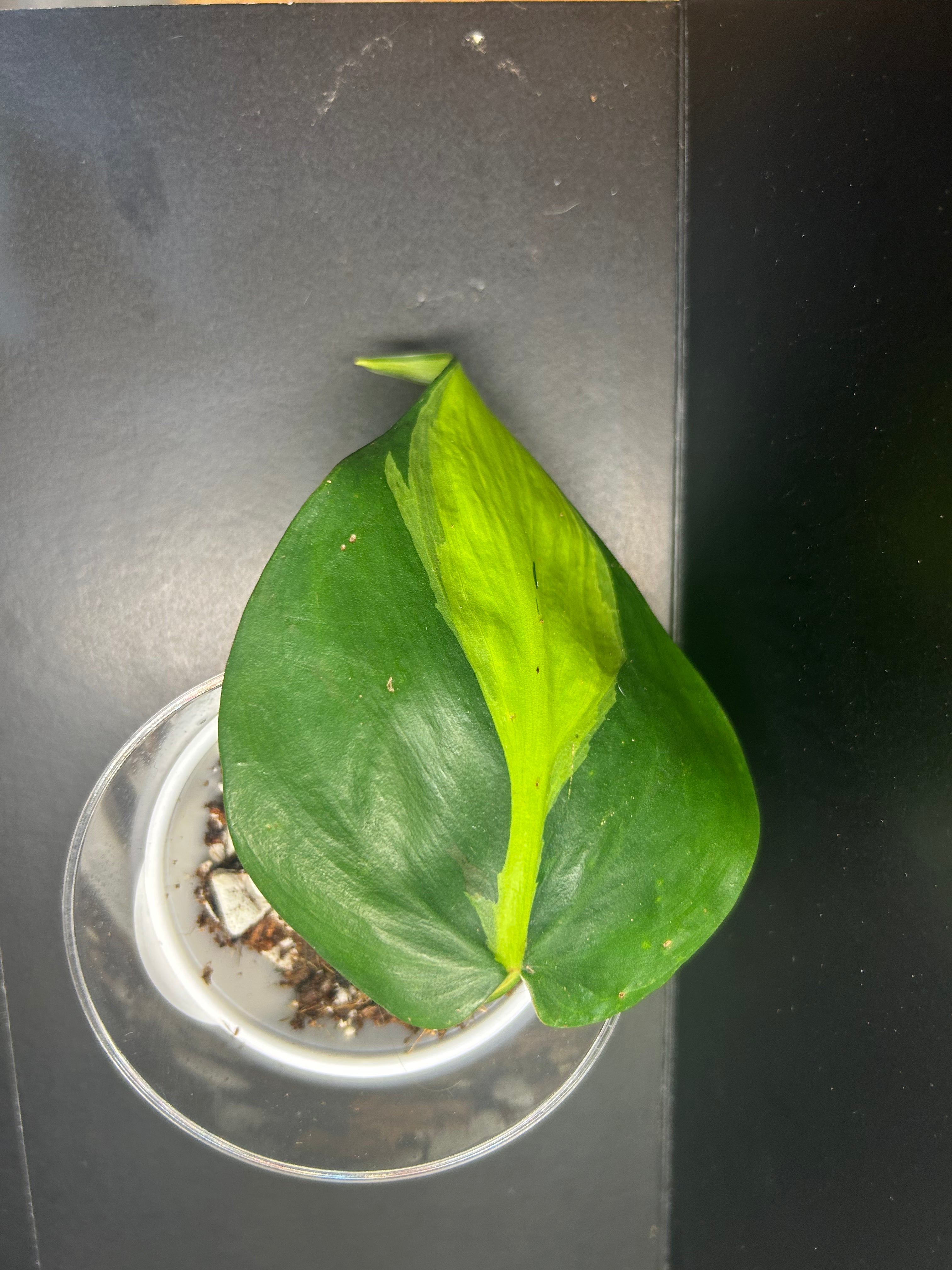 Philodendron Brasil (Starter)