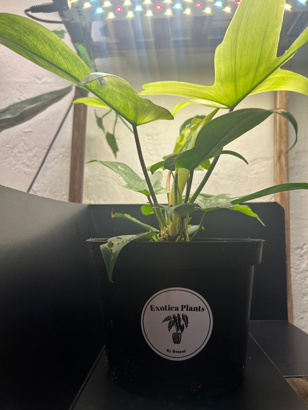 Philodendron Florida Ghost