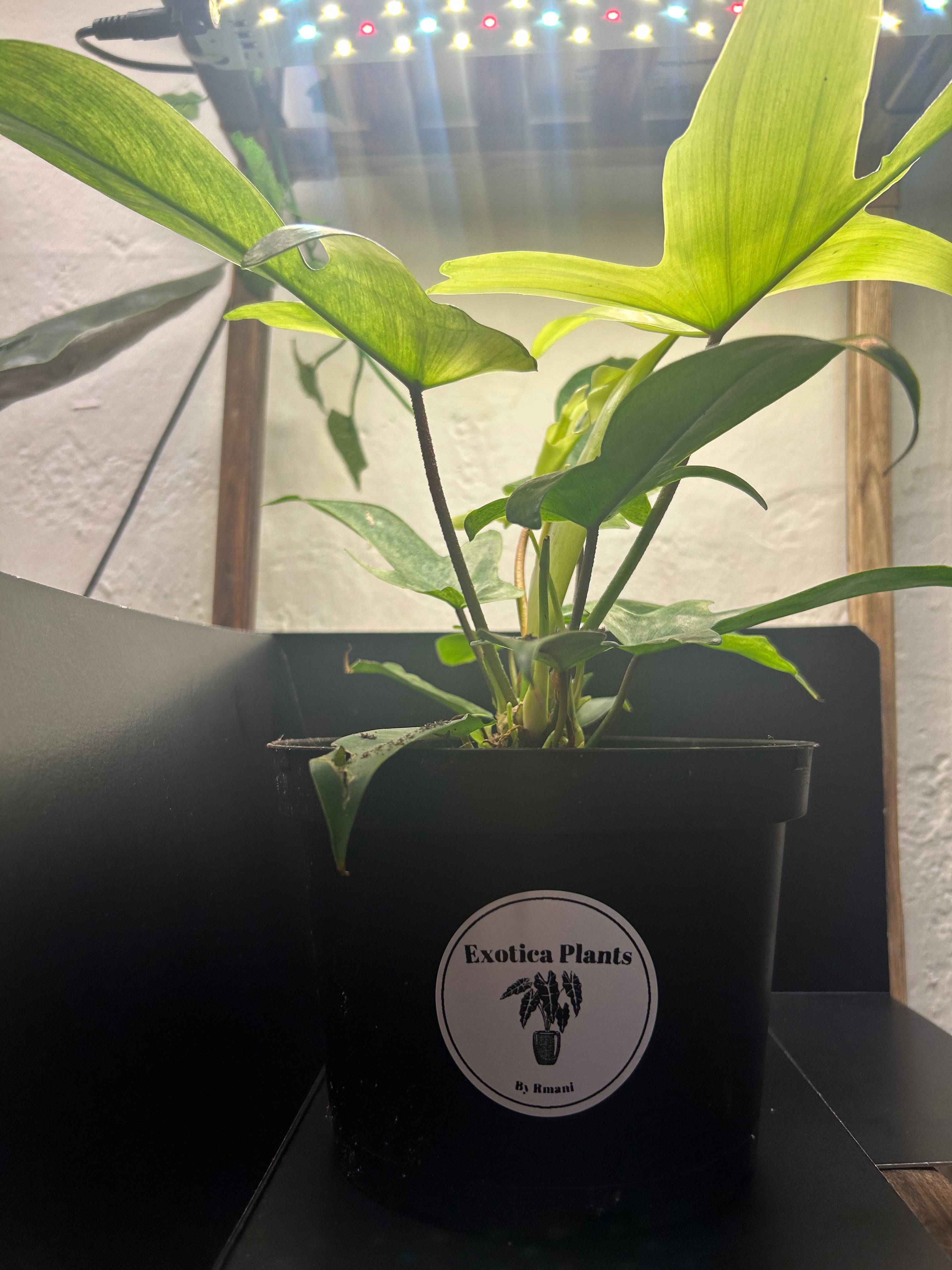 Philodendron Florida Ghost