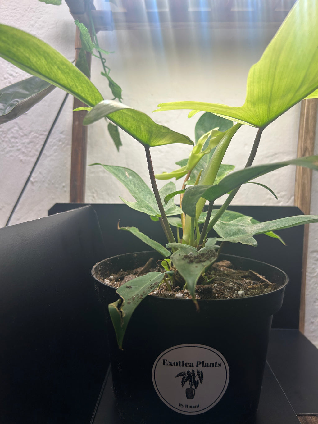 Philodendron Florida Ghost