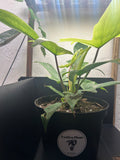 Philodendron Florida Ghost