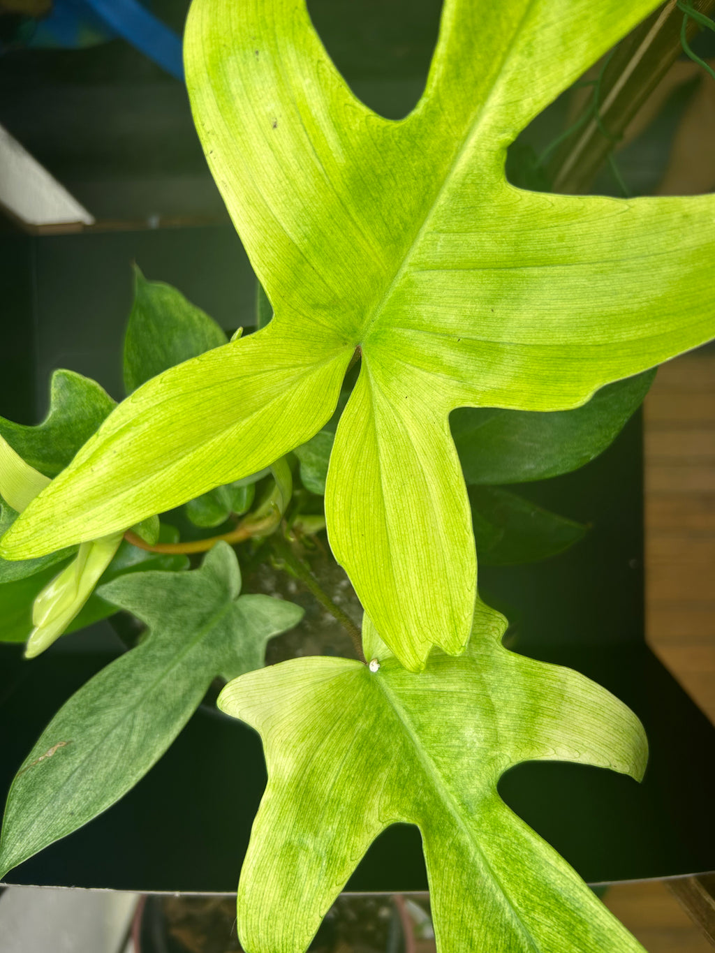 Philodendron Florida Ghost