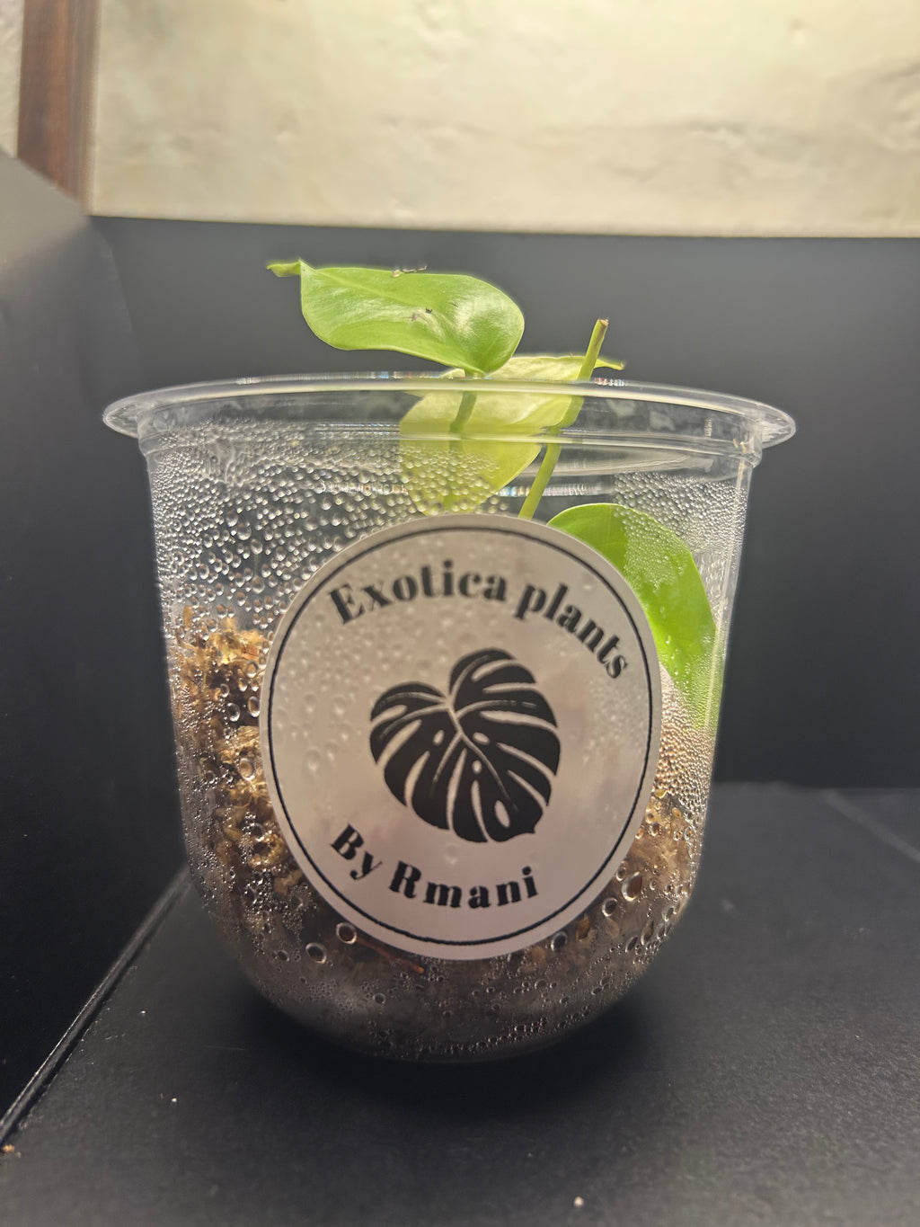 Lemon Lime Monstera (Starter)