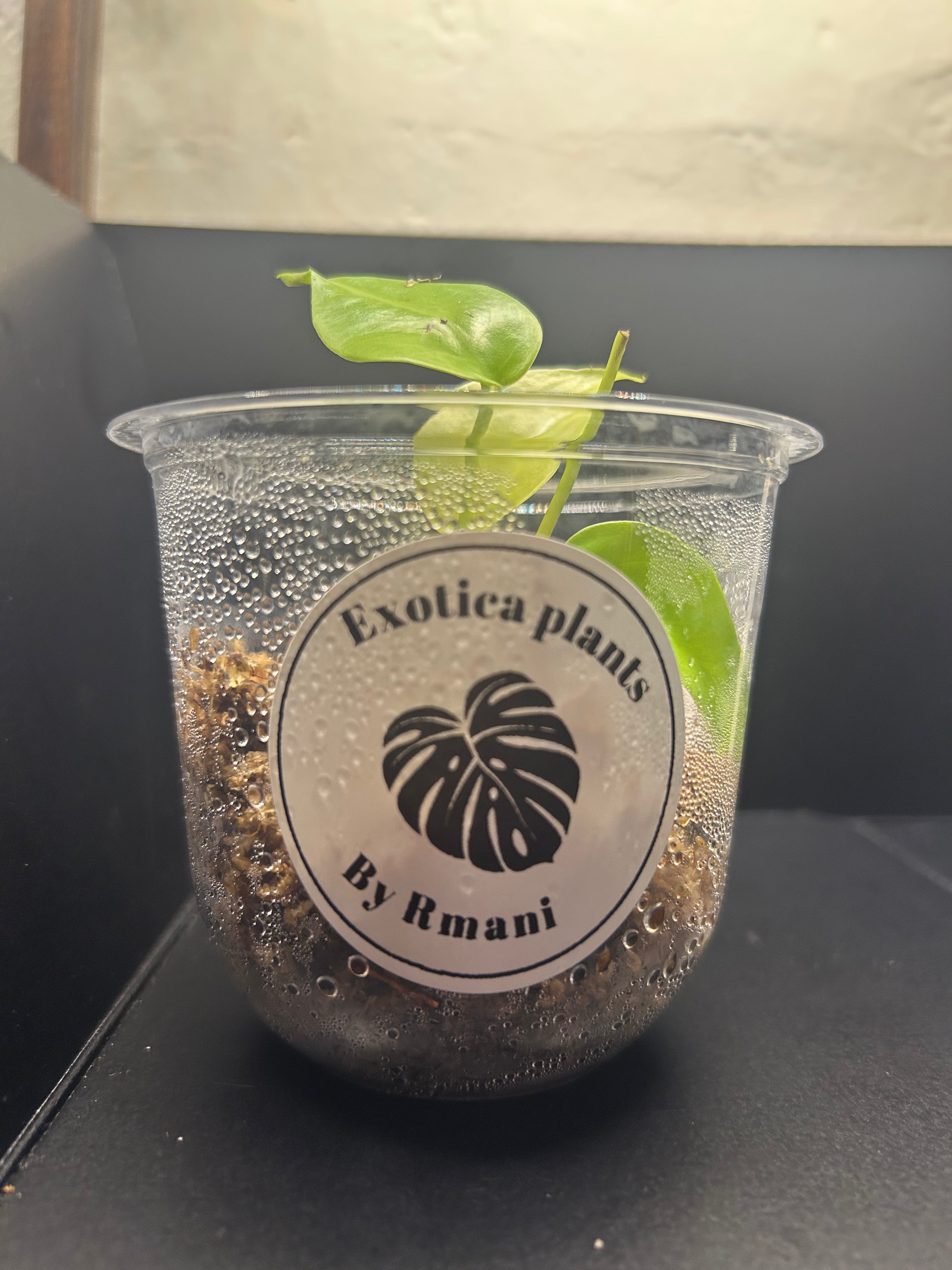 Lemon Lime Monstera (Starter)