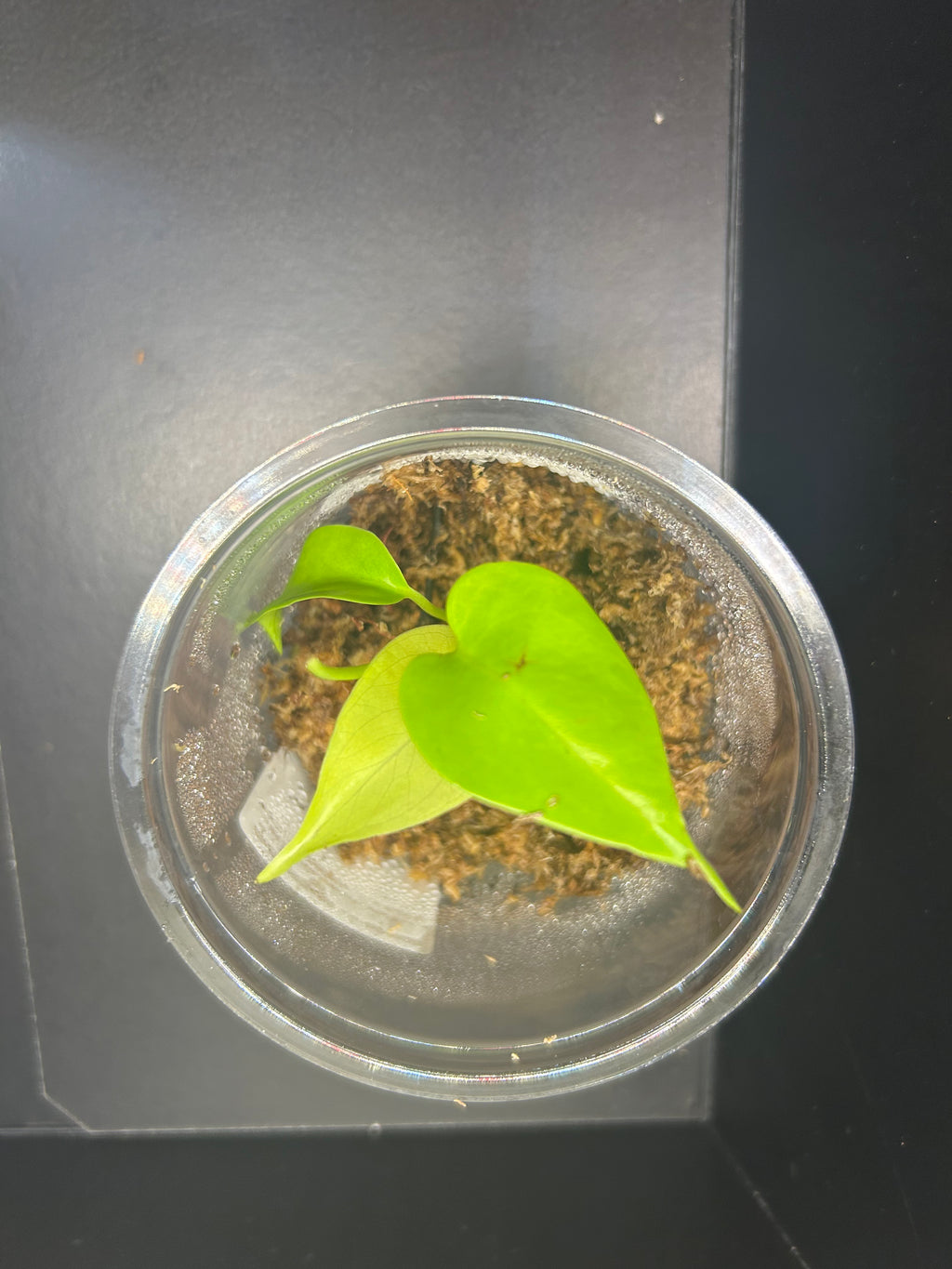 Lemon Lime Monstera (Starter)