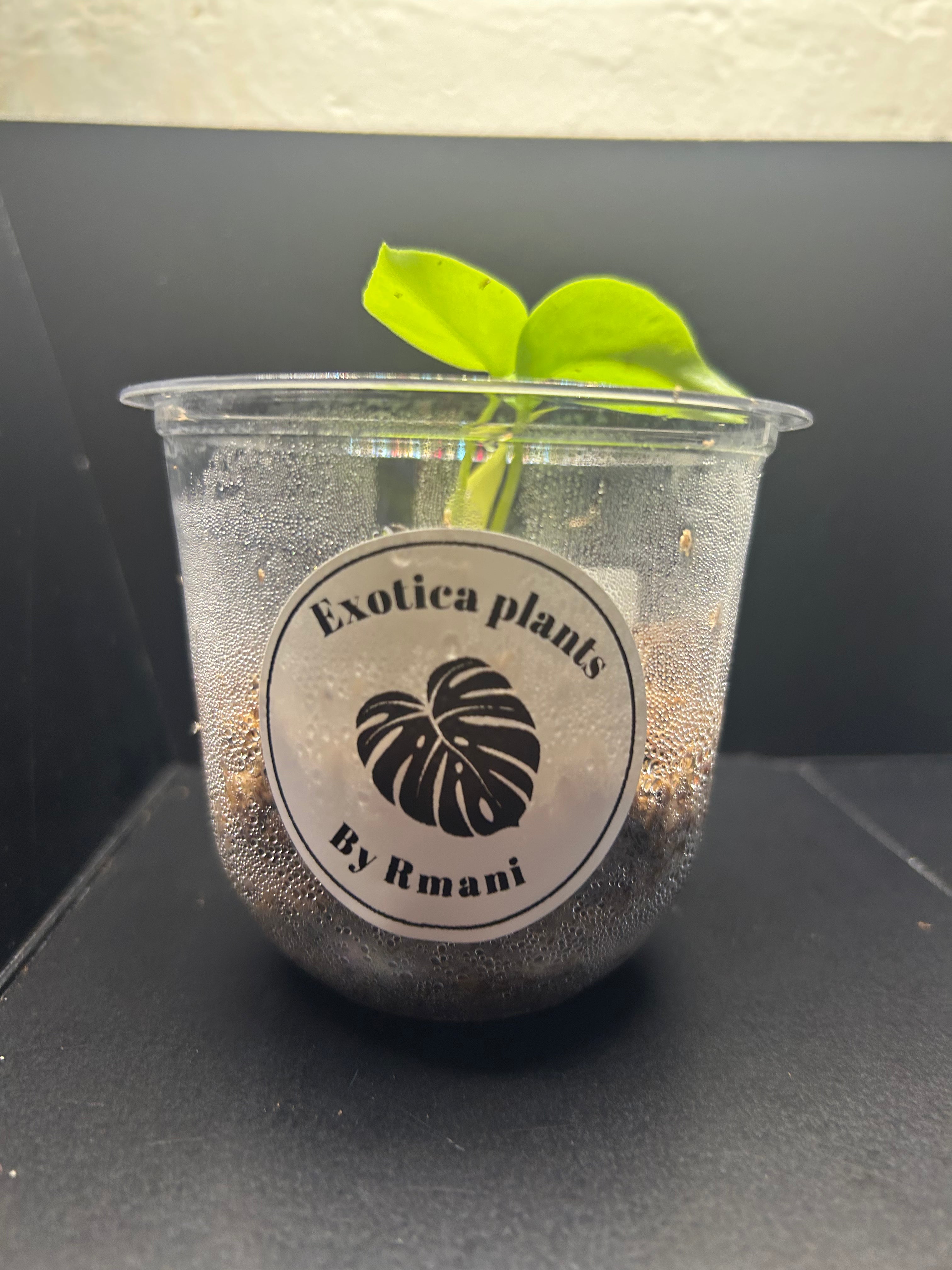 Lemon Lime Monstera (Starter)