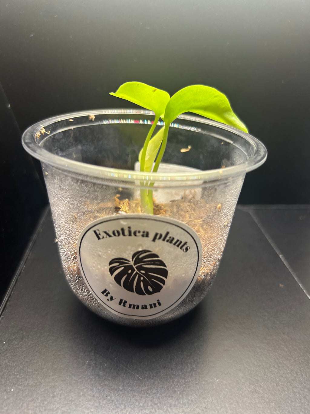 Lemon Lime Monstera (Starter)