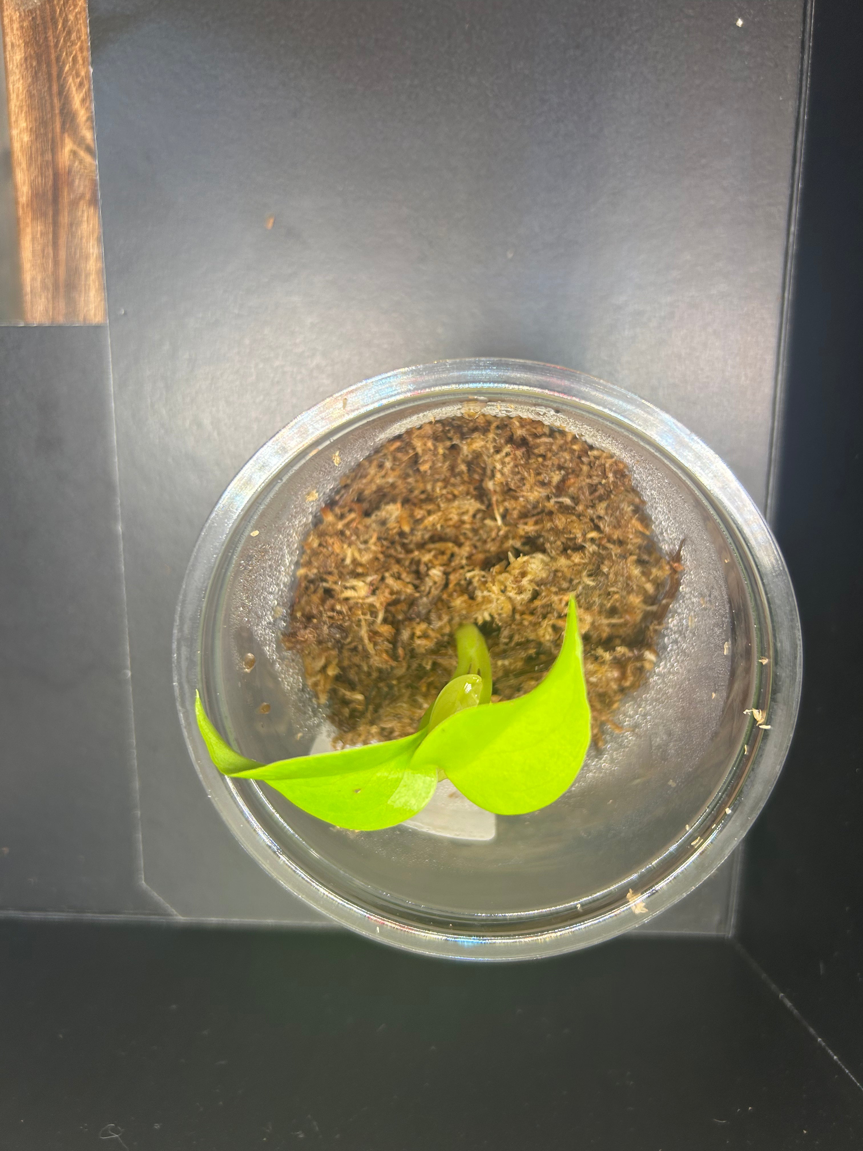 Lemon Lime Monstera (Starter)
