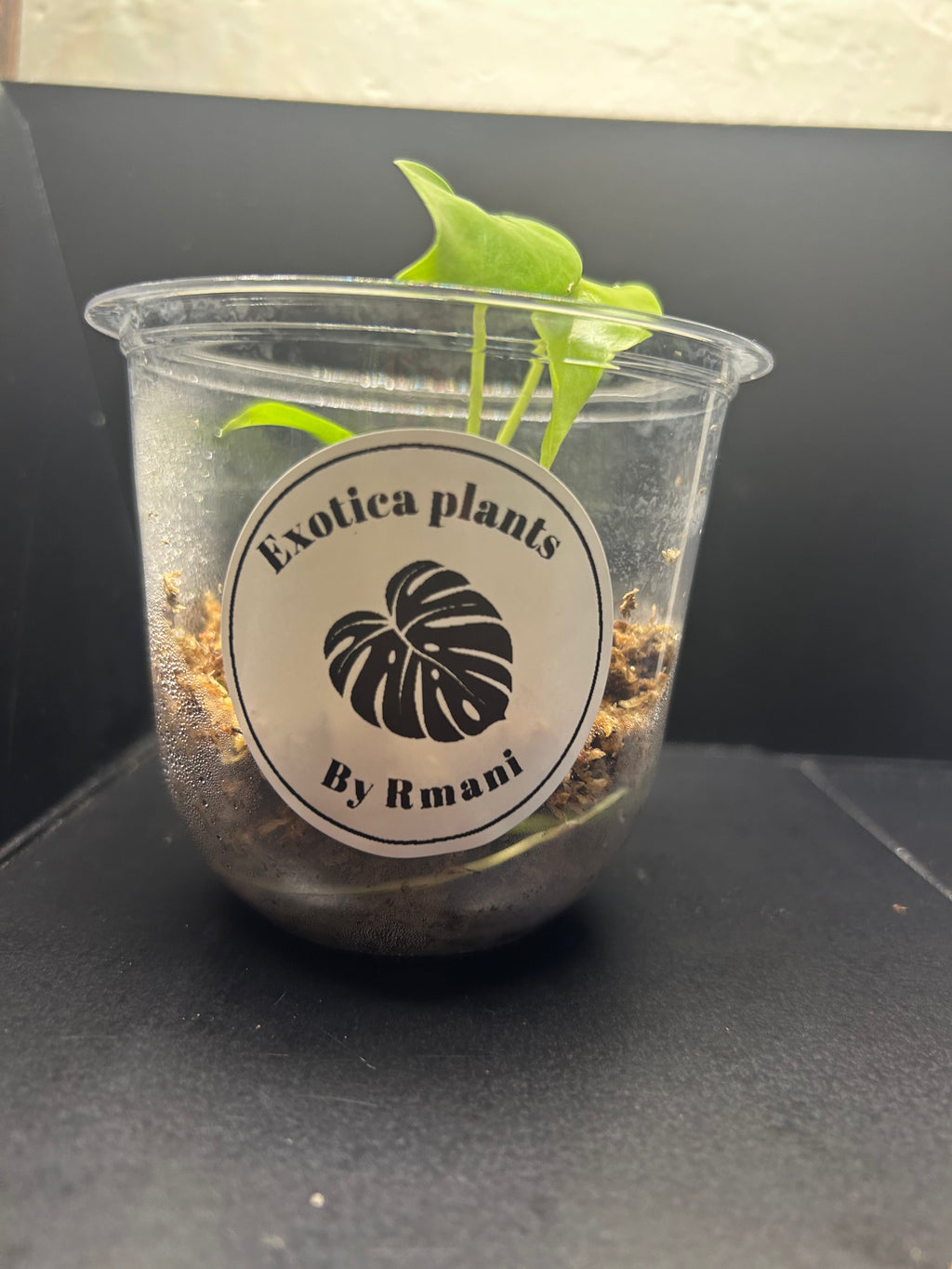 Lemon Lime Monstera (Starter)