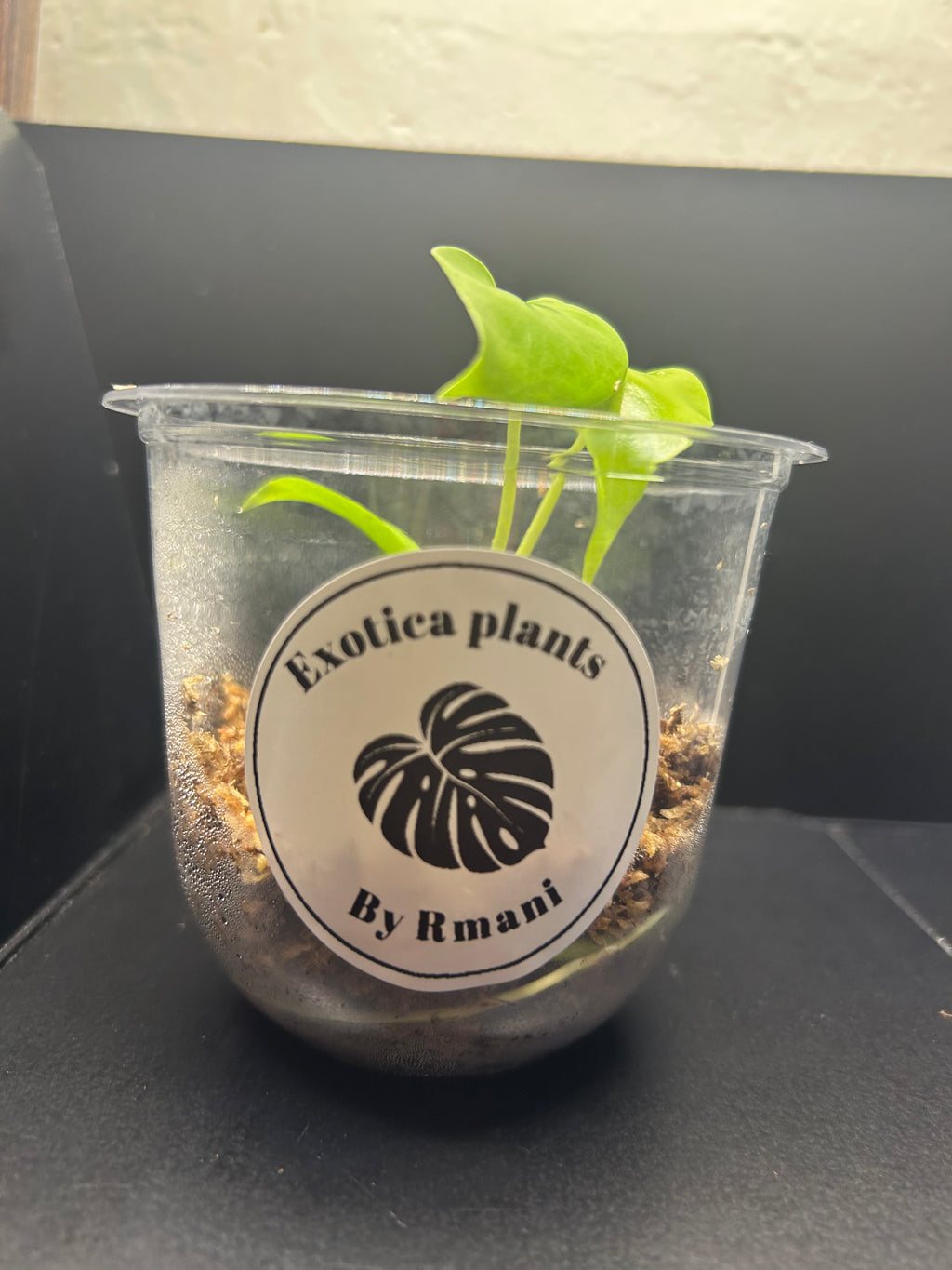 Lemon Lime Monstera (Starter)