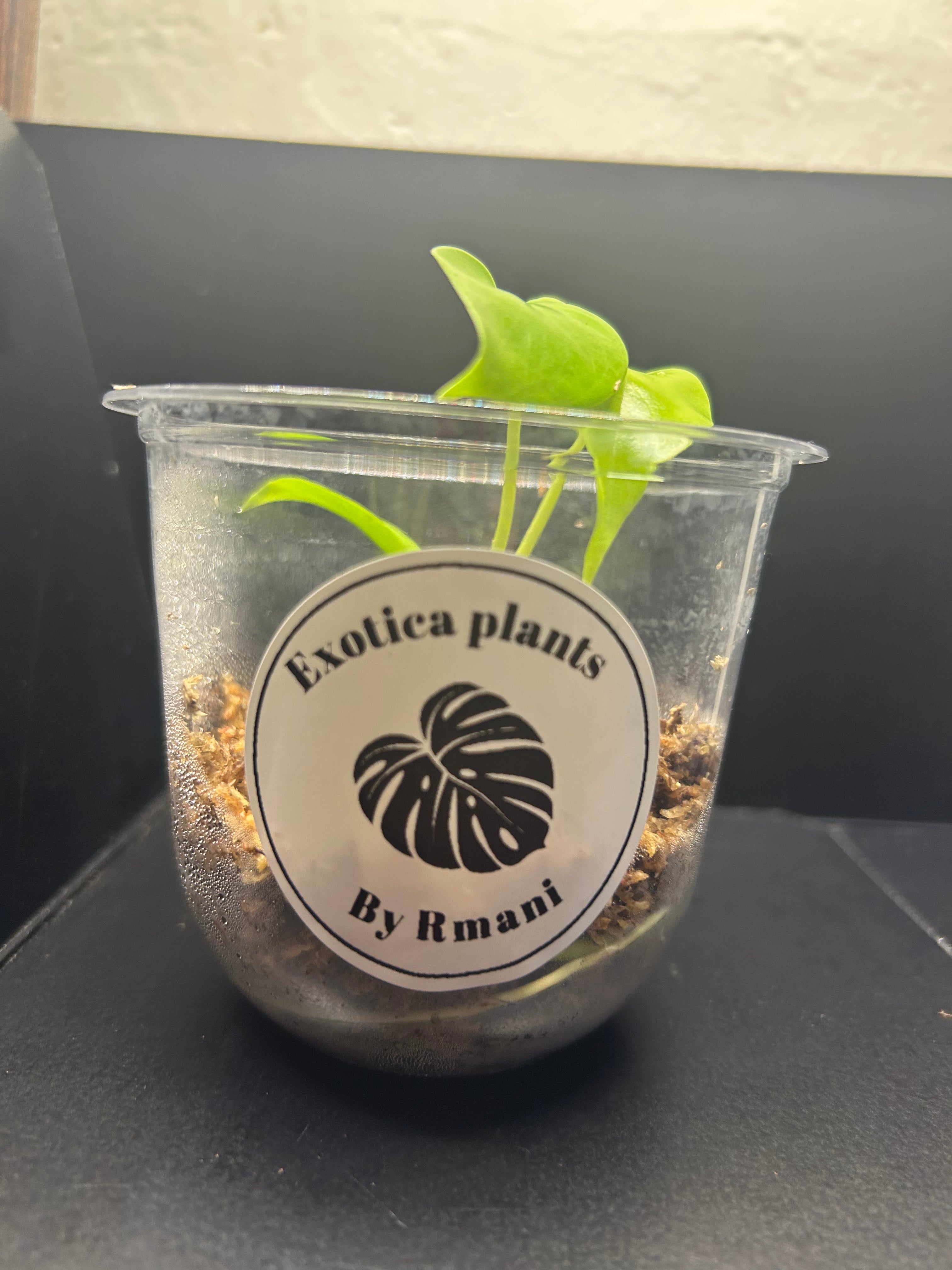 Lemon Lime Monstera (Starter)