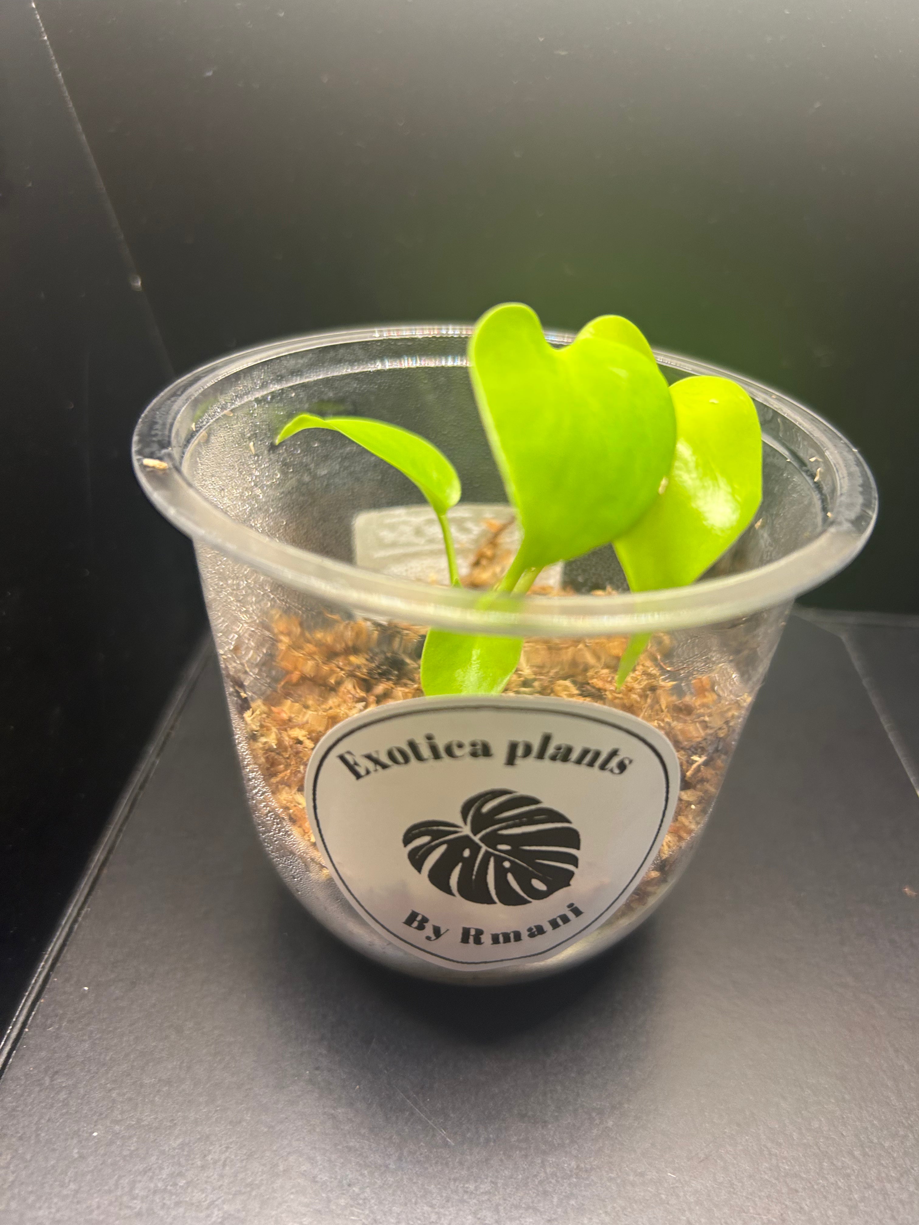 Lemon Lime Monstera (Starter)